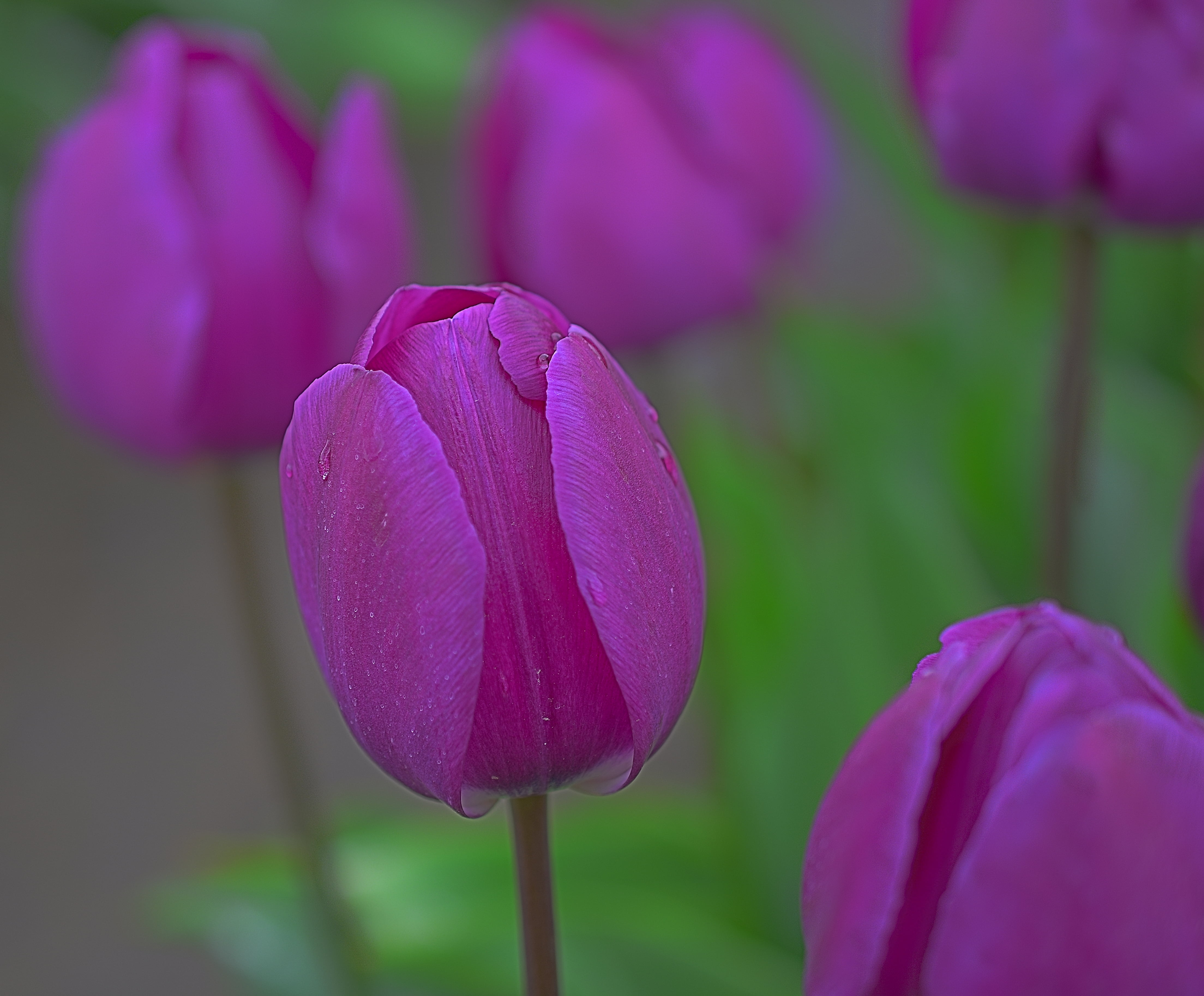 purple tulip in tilt-shift photography, Passion, Woodburn  Oregon
