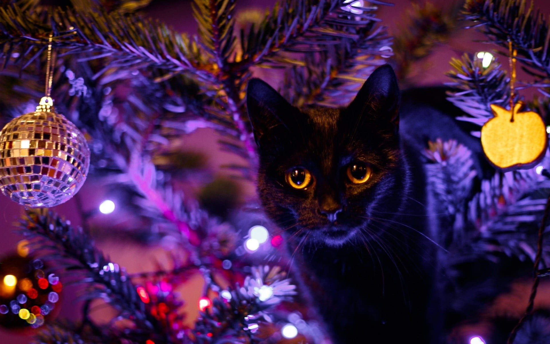 black cat, animals, Christmas, Christmas ornaments , decoration