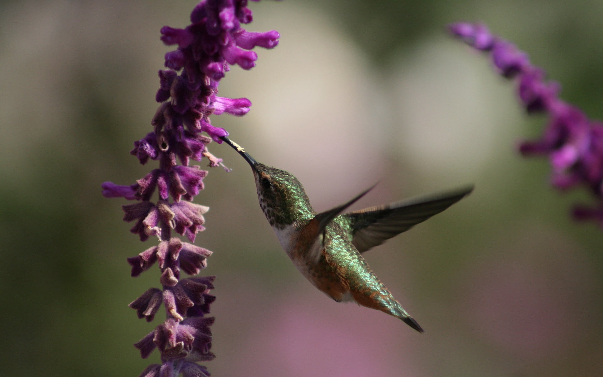 green hummingbird, beautiful, flowers, hovering, animal, wildlife