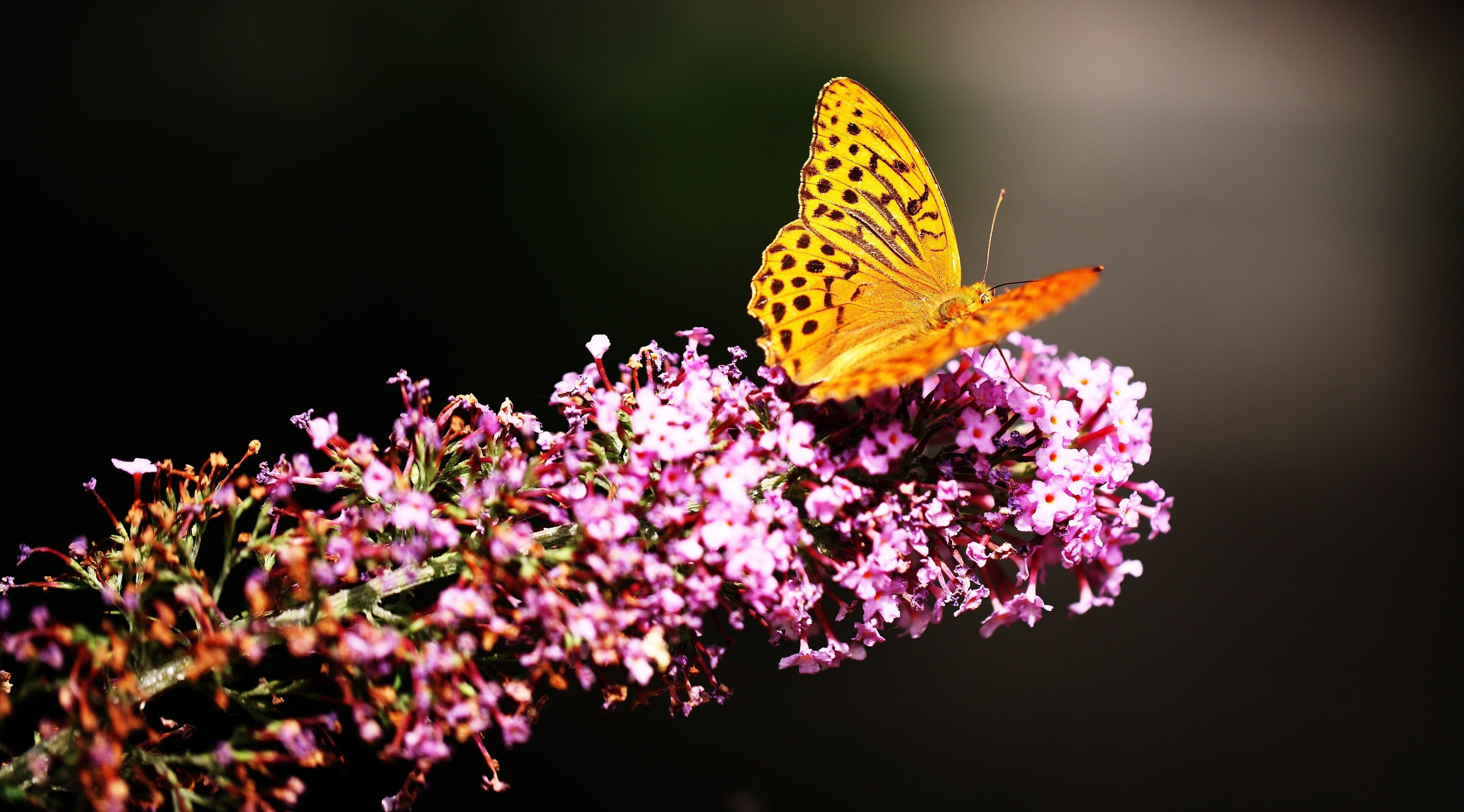 butterfly 4k  full hd, flower, animal themes, insect, invertebrate
