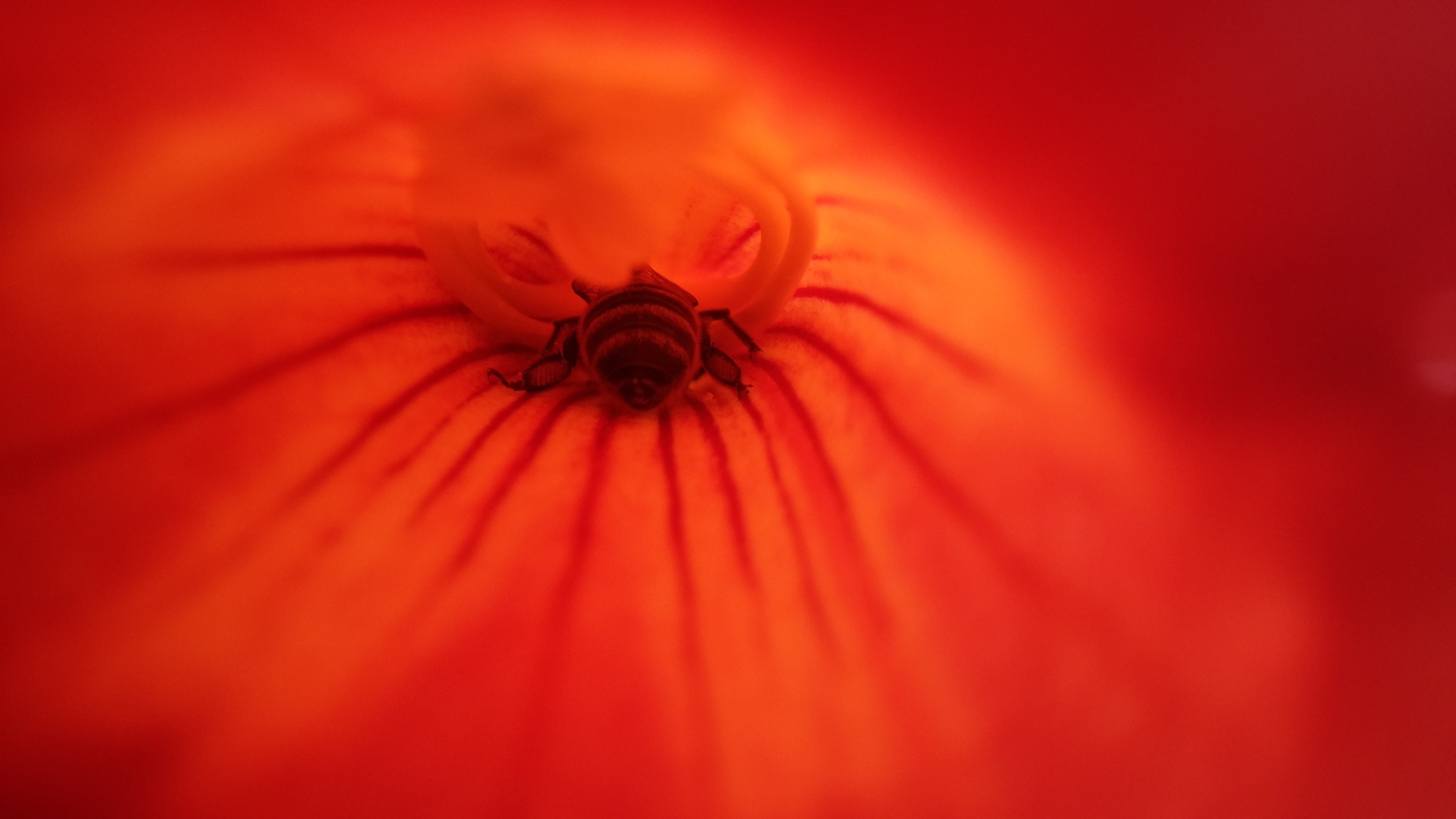 Bees, macro