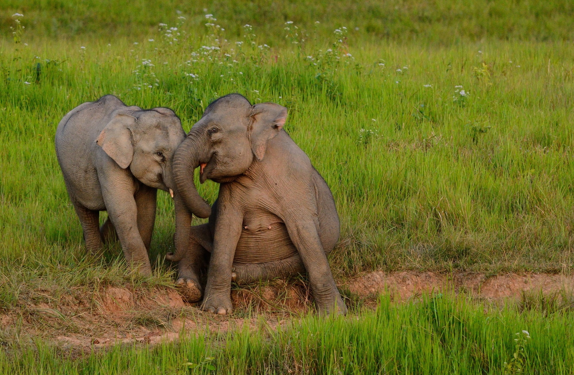 Baby Elephants Playing, two gray elephants, Animals, Wild, Happy