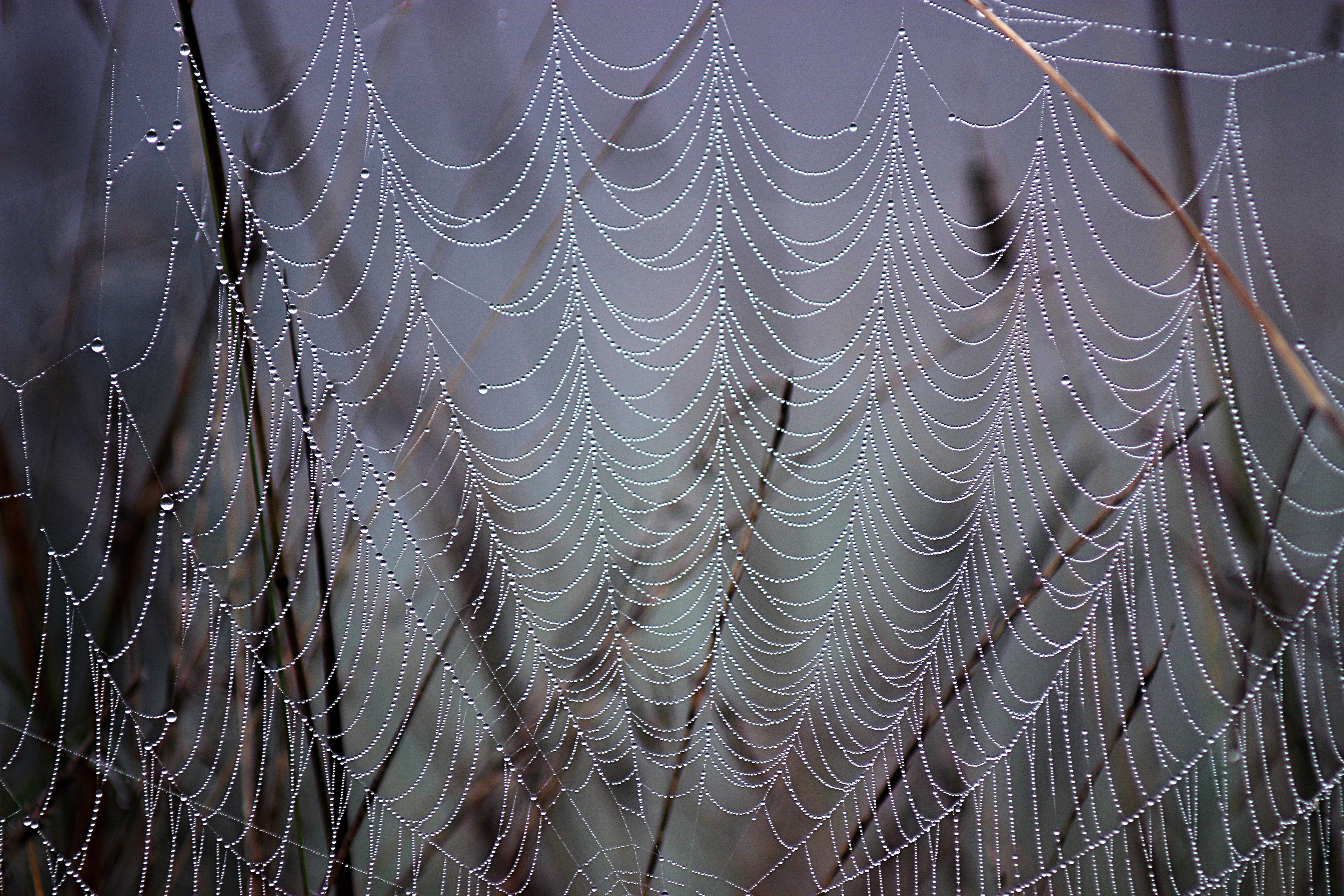 Macro, Drops, Web