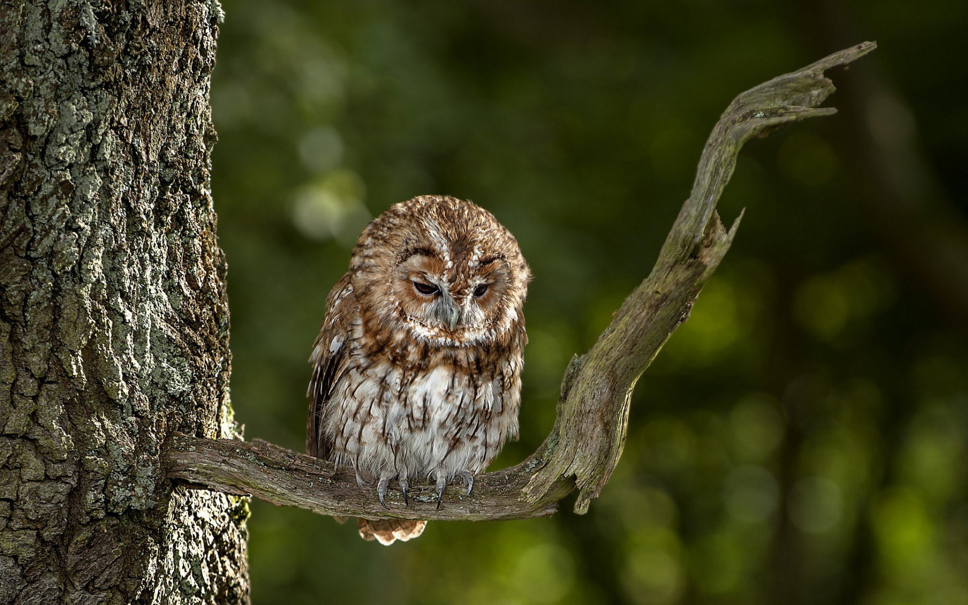 Birds, Owl