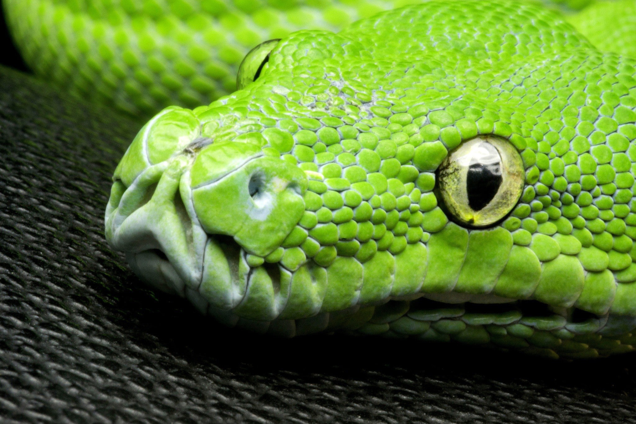 Reptiles, Python