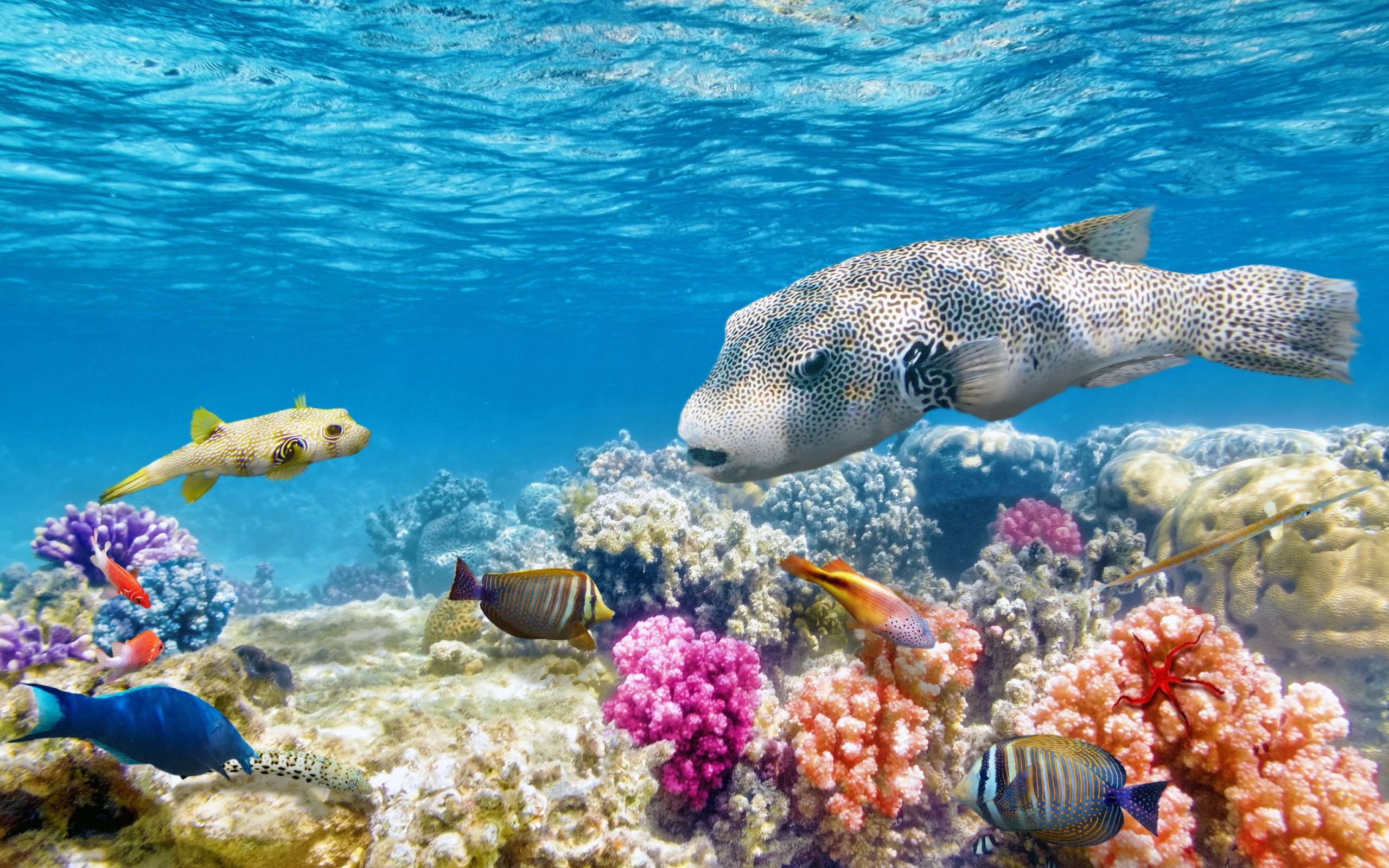 Reef World fish seaworld colorful ocean Underwater