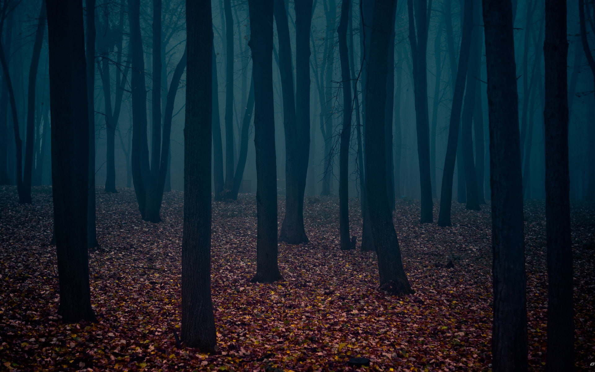 Dark Forest, Nature, Trees, Leaves