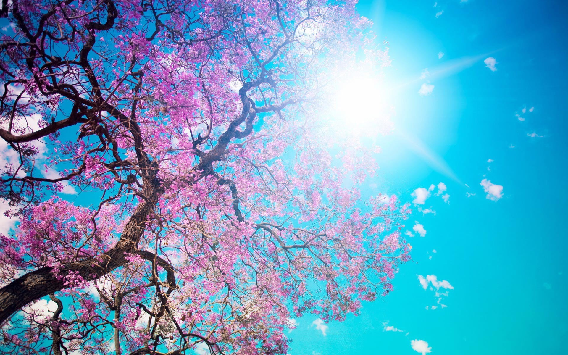 cherry blossom, tree, low angle view, sky, plant, nature, pink color