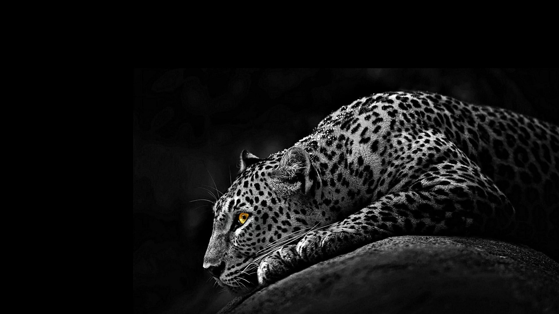 jaguar, monochrome, black and white, predator, wildlife, wild animal