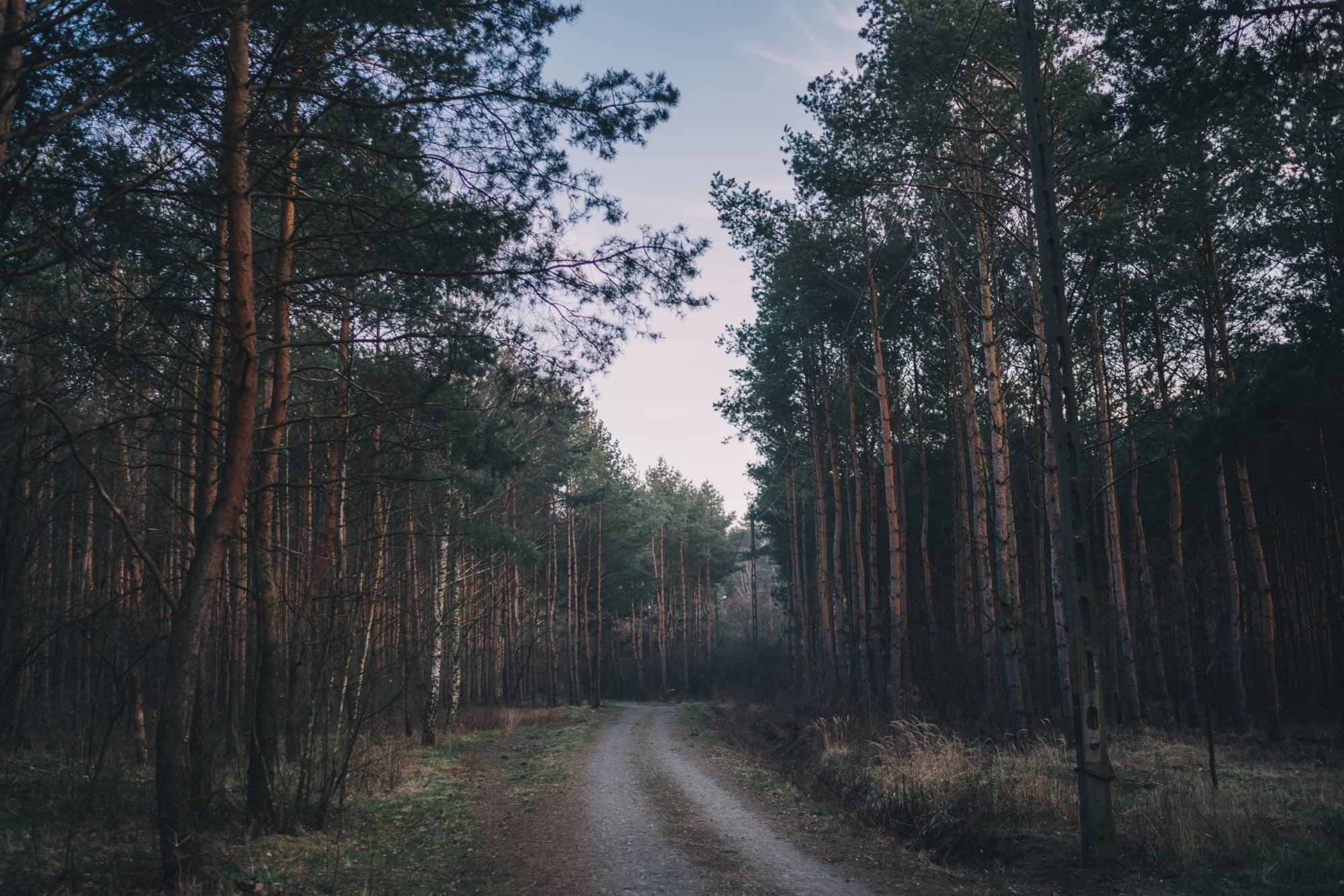 forest, trees, path