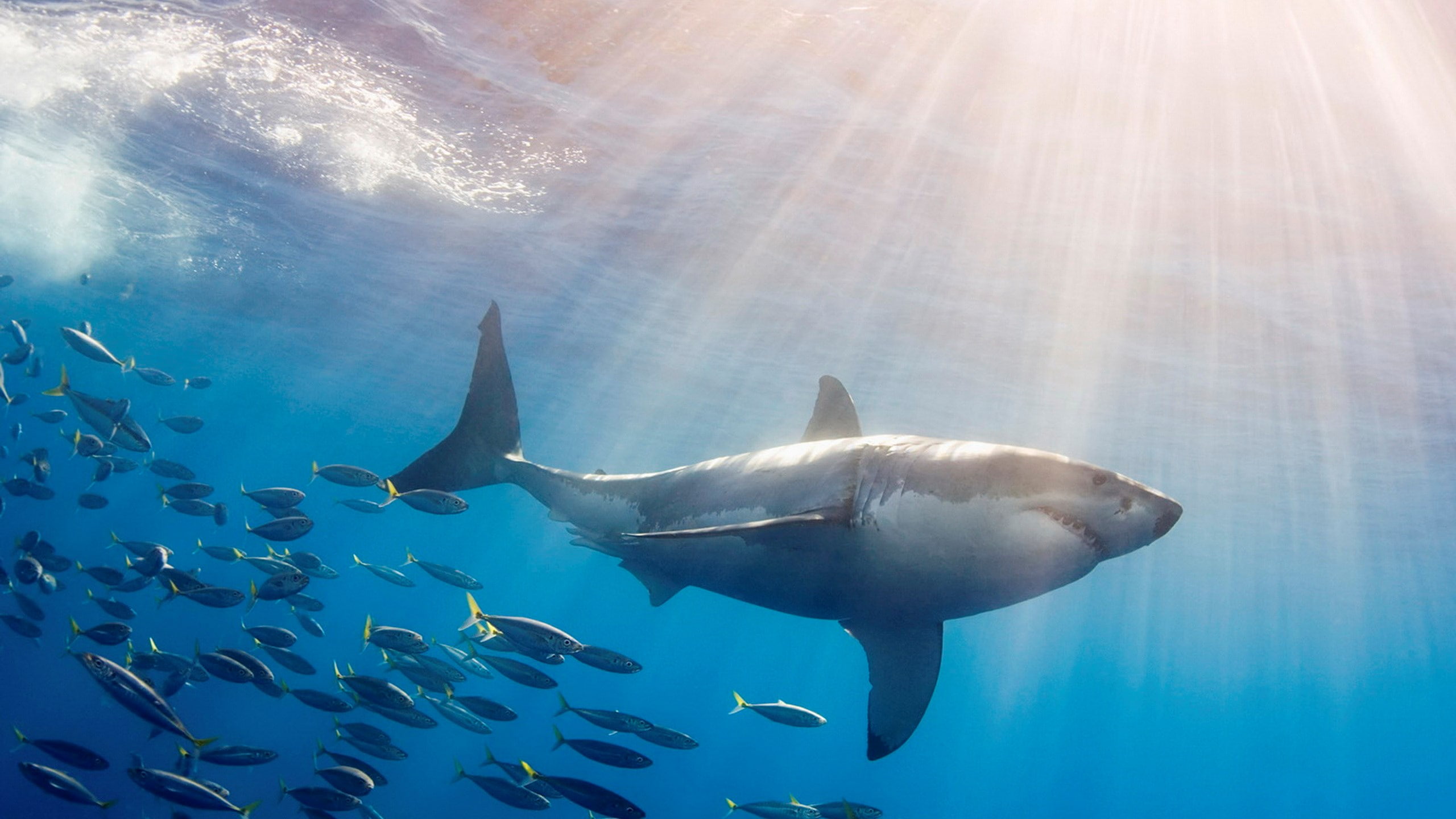 great white shark, underwater, animal wildlife, animals in the wild