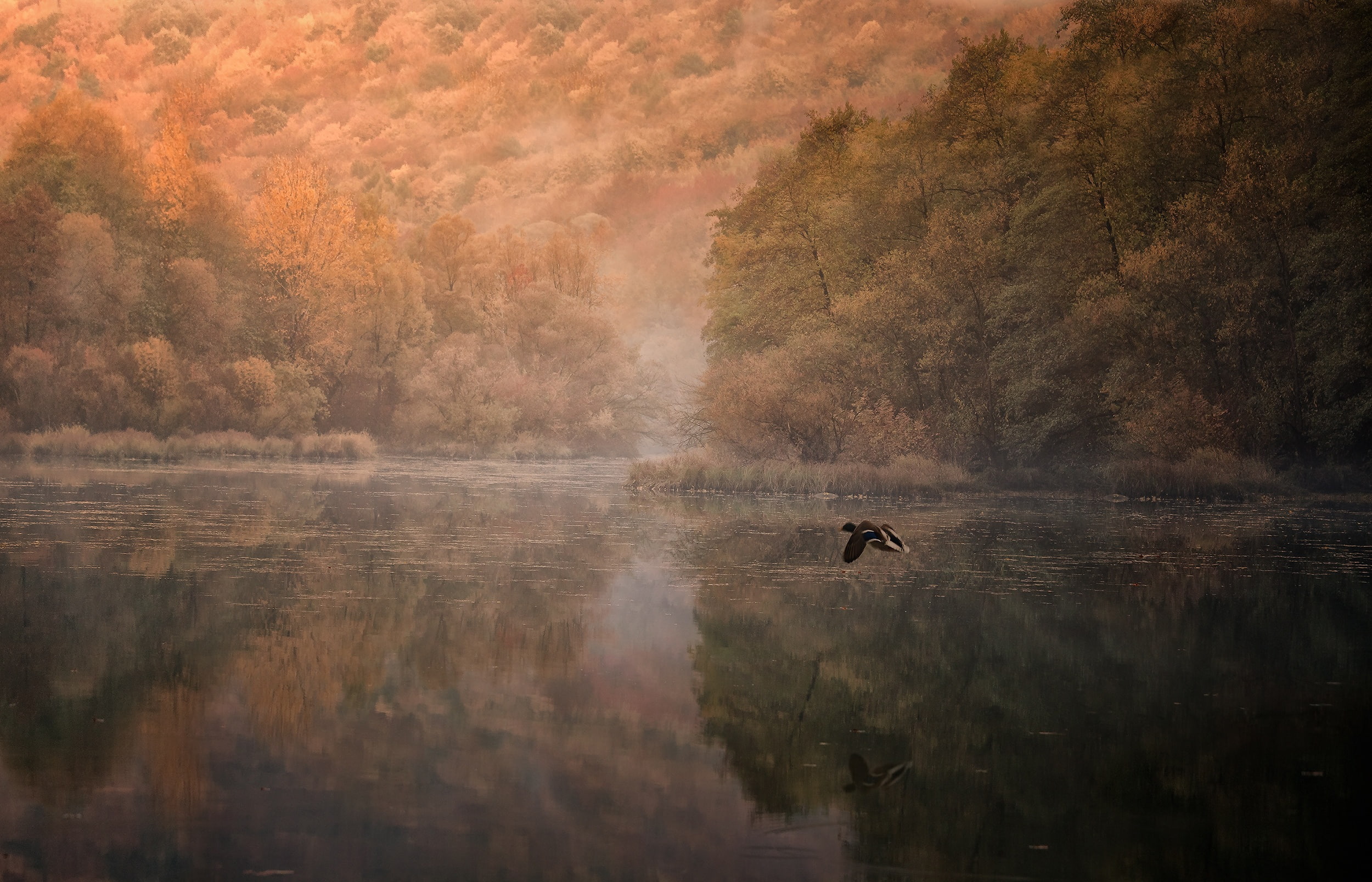 reflection, river, flight, duck