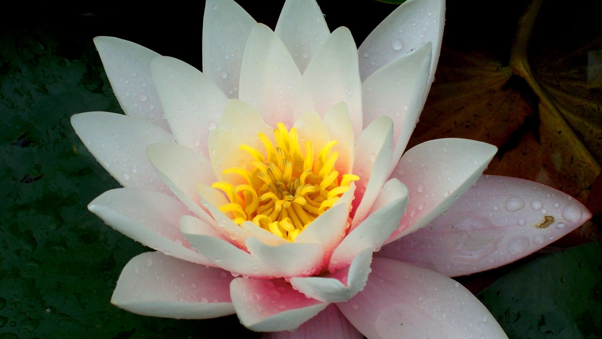 white and pink Nymphaea odorata flower, lily, drops, leaves, close-up