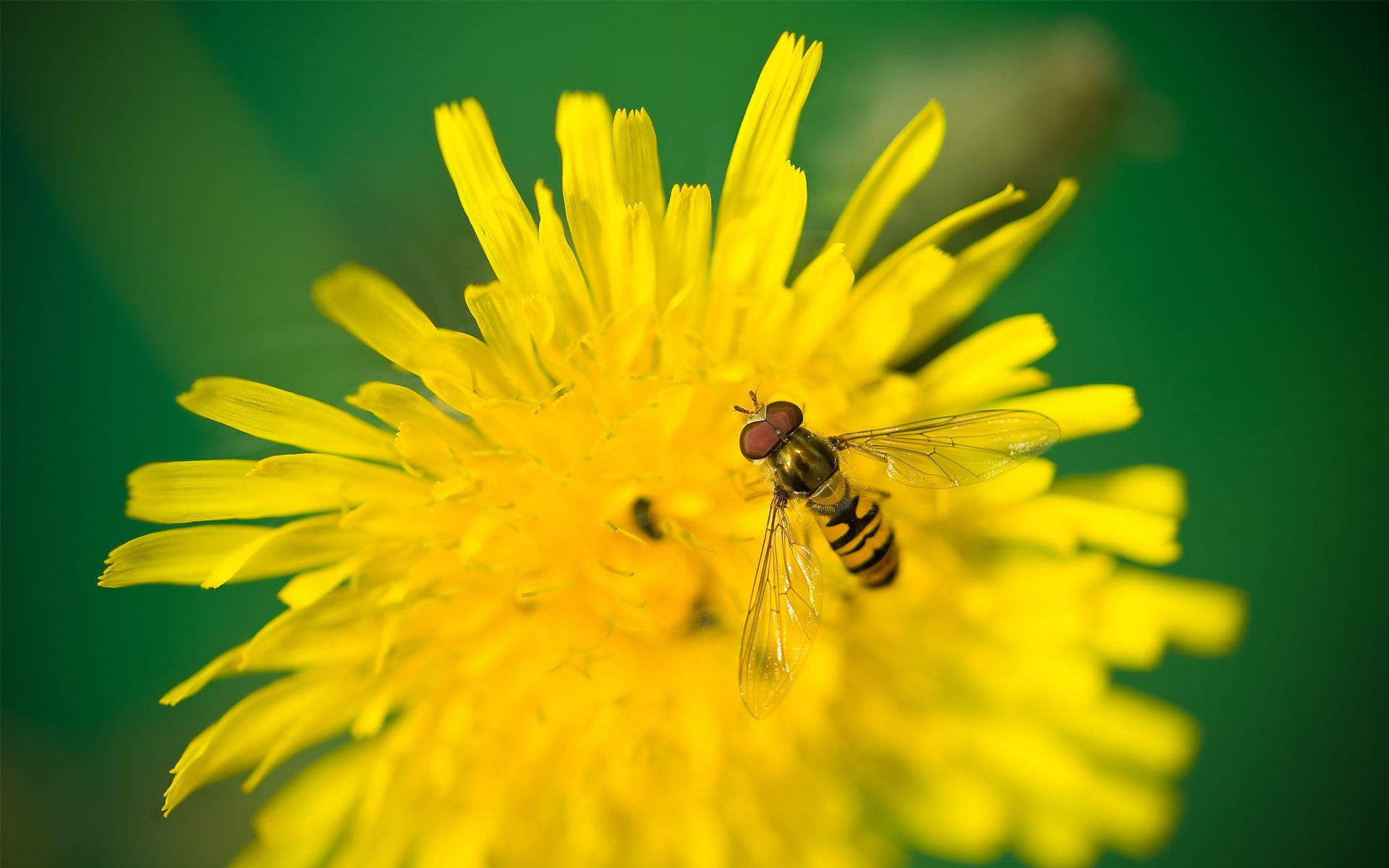 Animal, Hoverfly