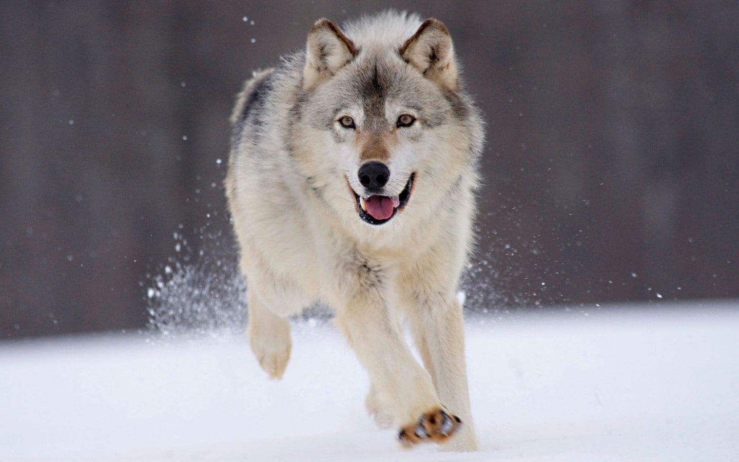 wolf, animals, winter, snow