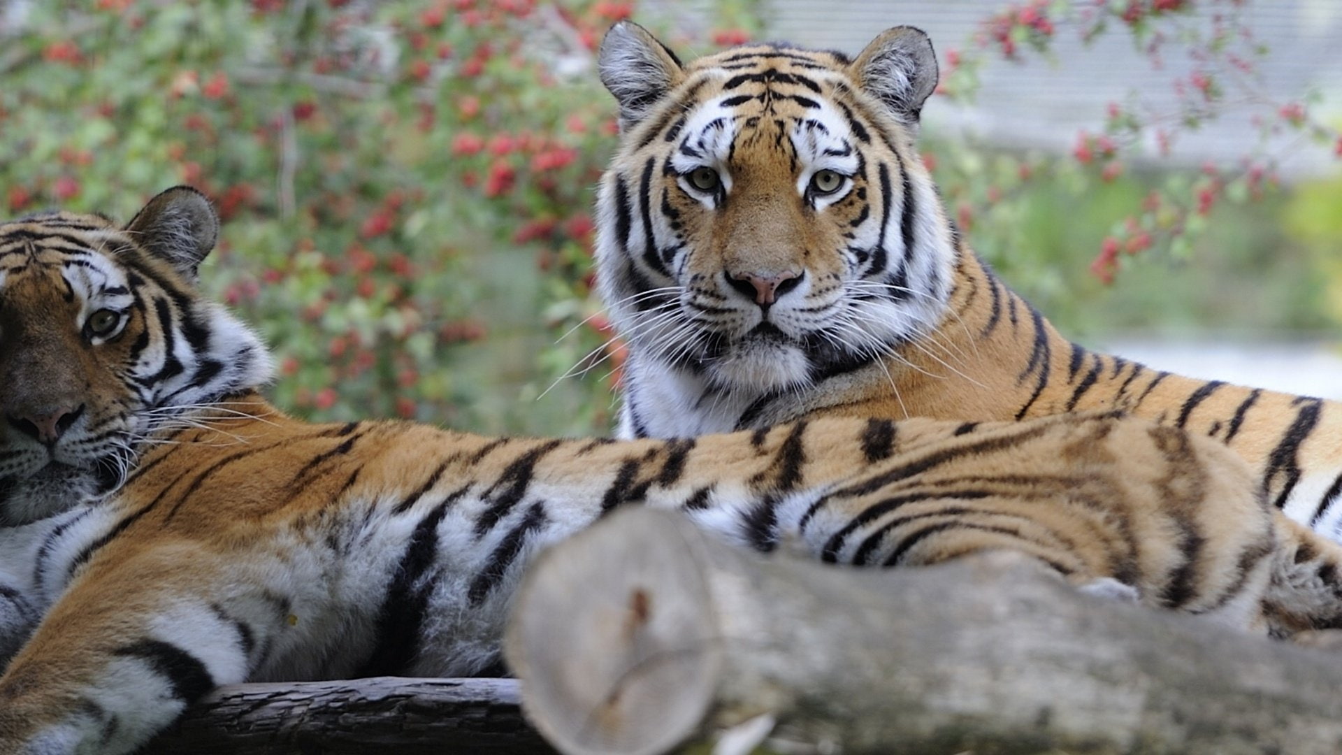 Cats, Tiger