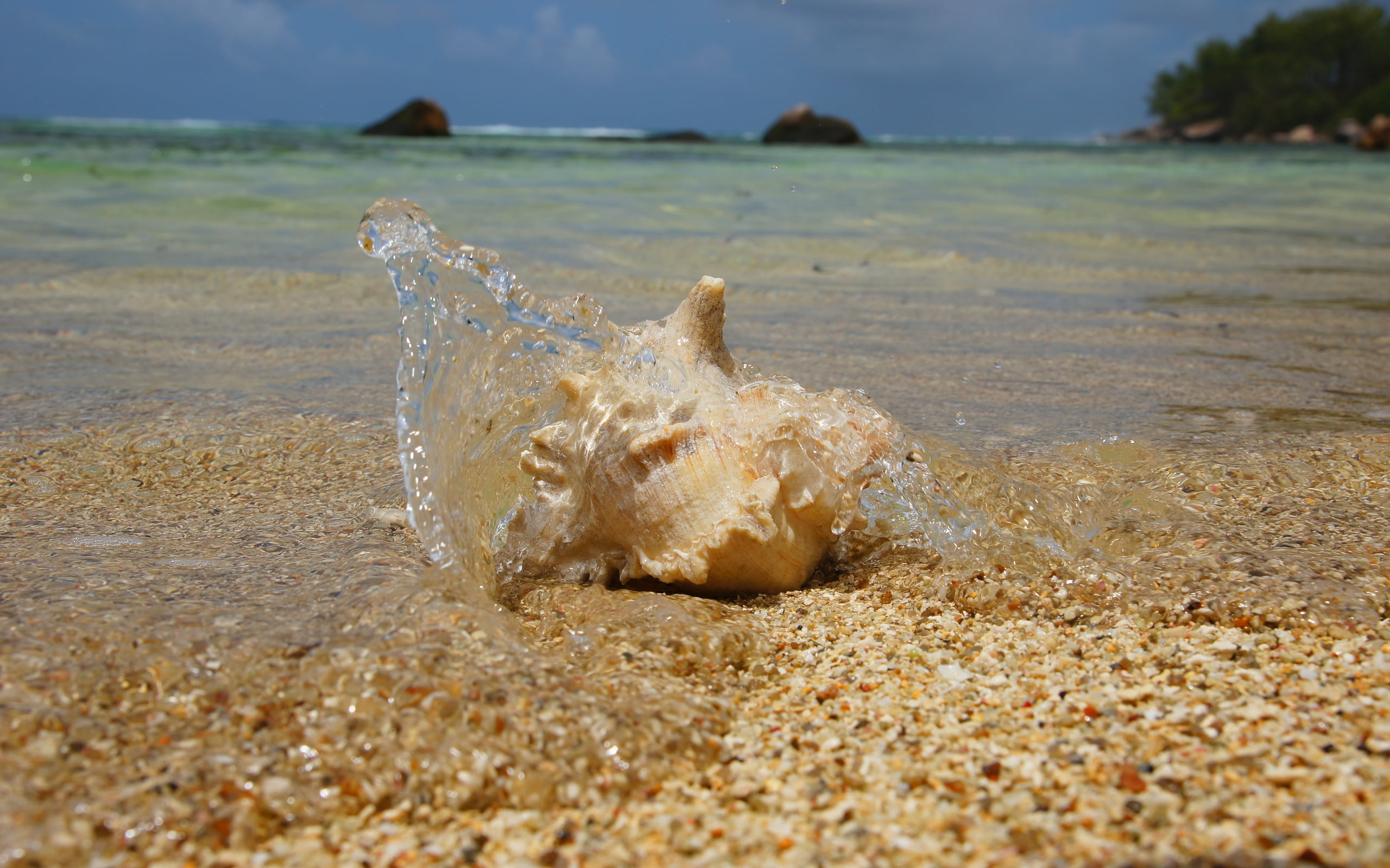 white sea shell, cockleshell, coast, water, splashes, sand, particles