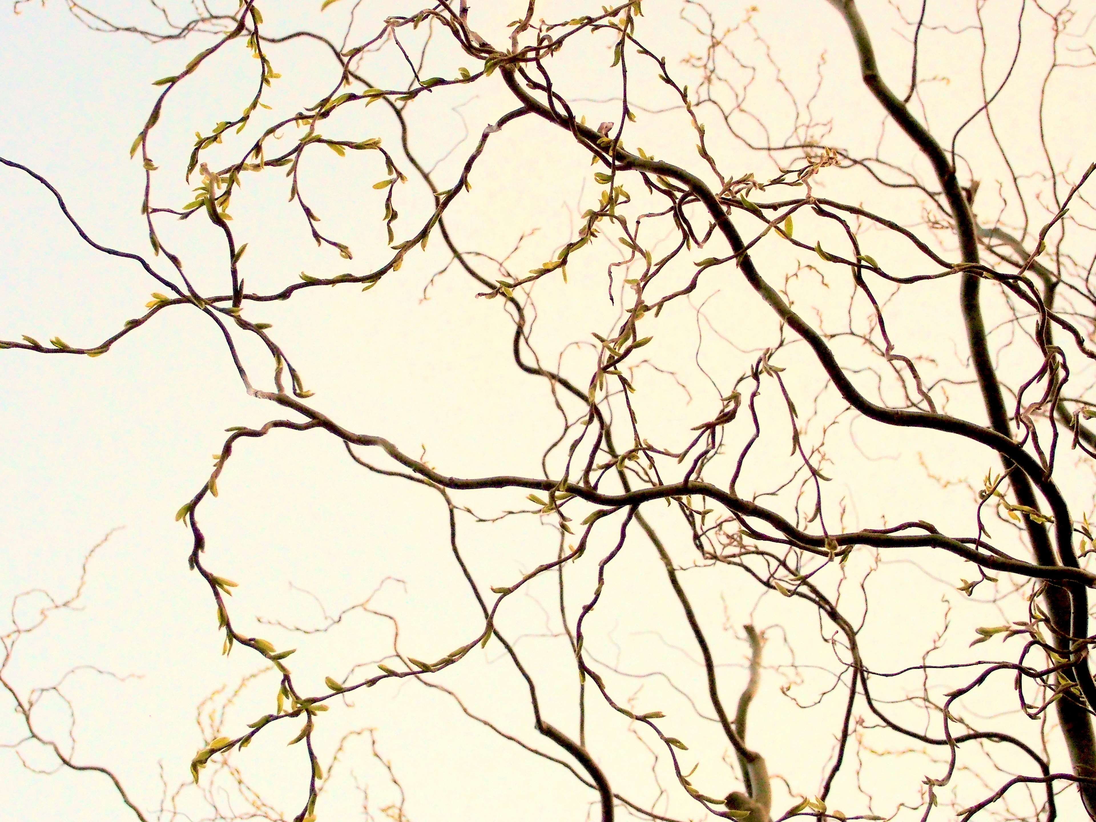 branches, hazelnut, theme easter, tree, no people, bare tree