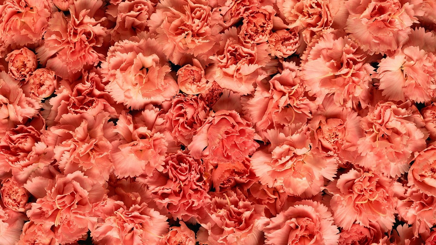 carnation