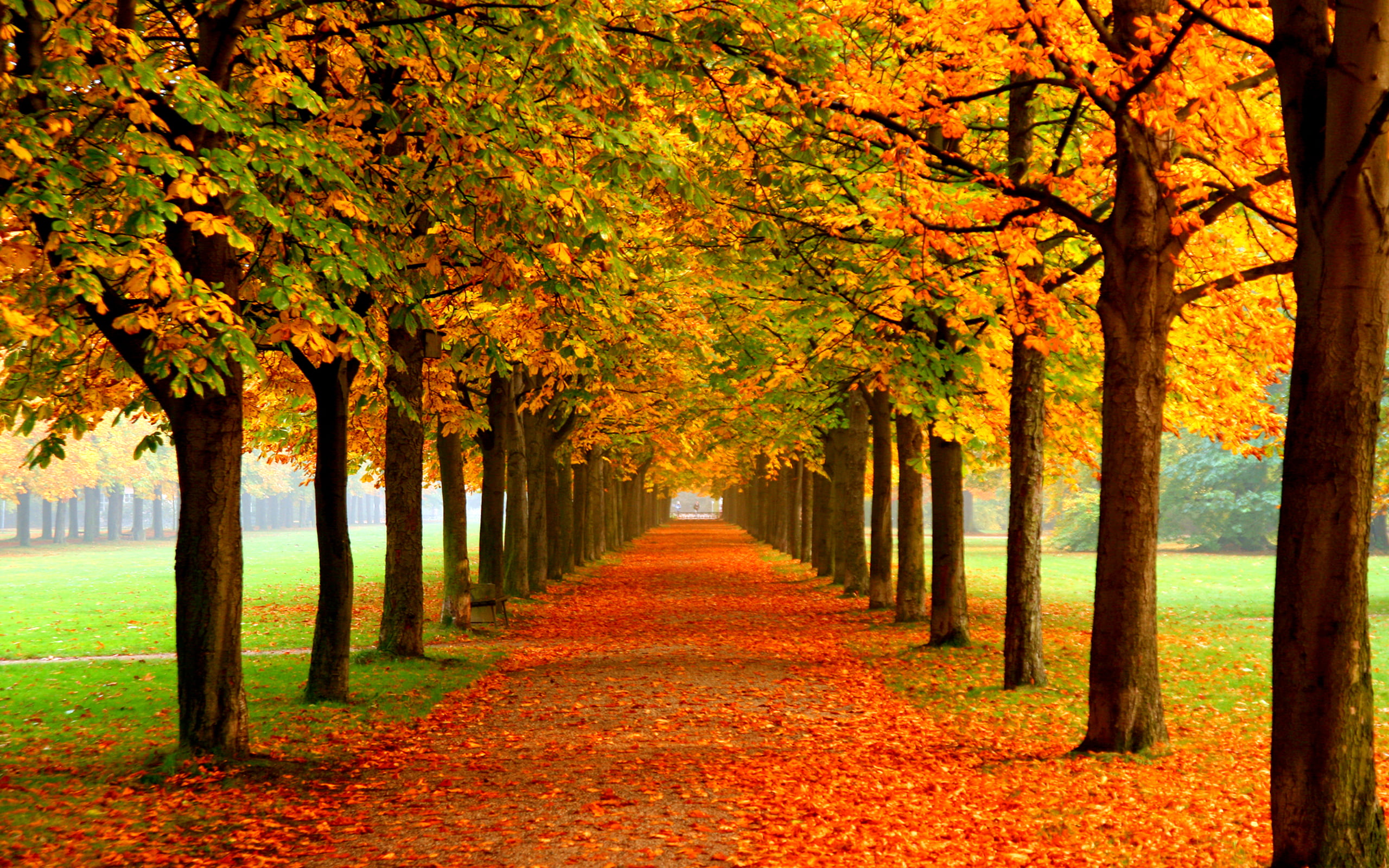 Autumn Leaves On Road, purple leafed trees, Nature, plant, change