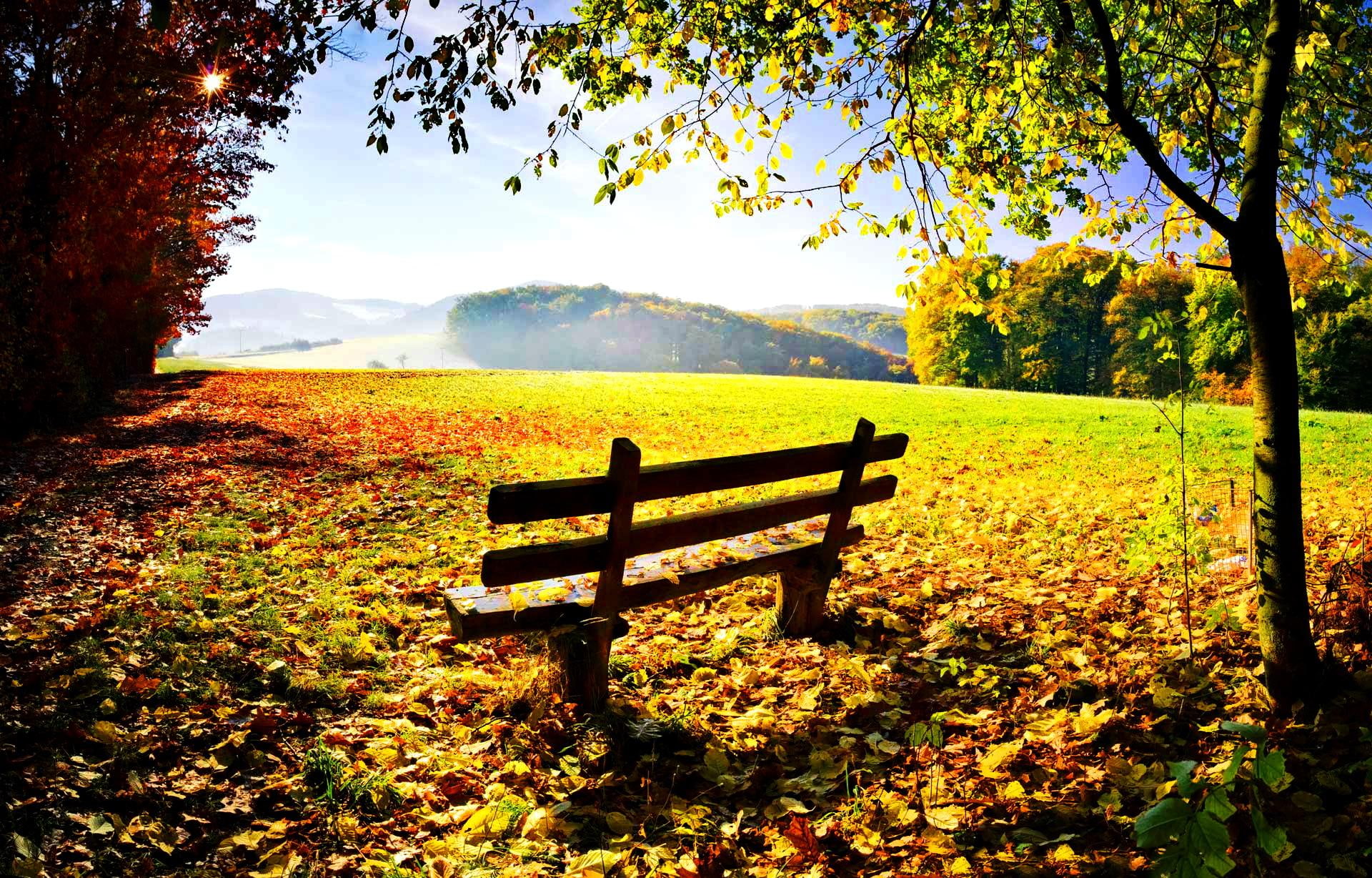 Autumn rest, lovely, relax, sunny, seat, mist, nice, nature, rays