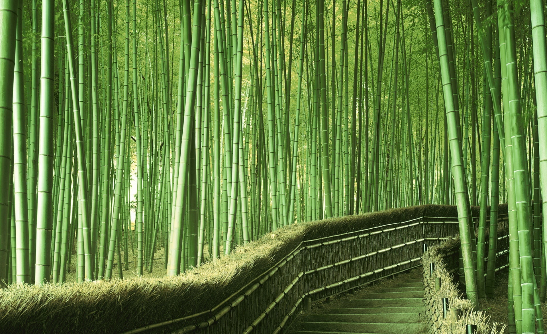 Bamboo Forest Background, green bamboo plant, Nature, Forests