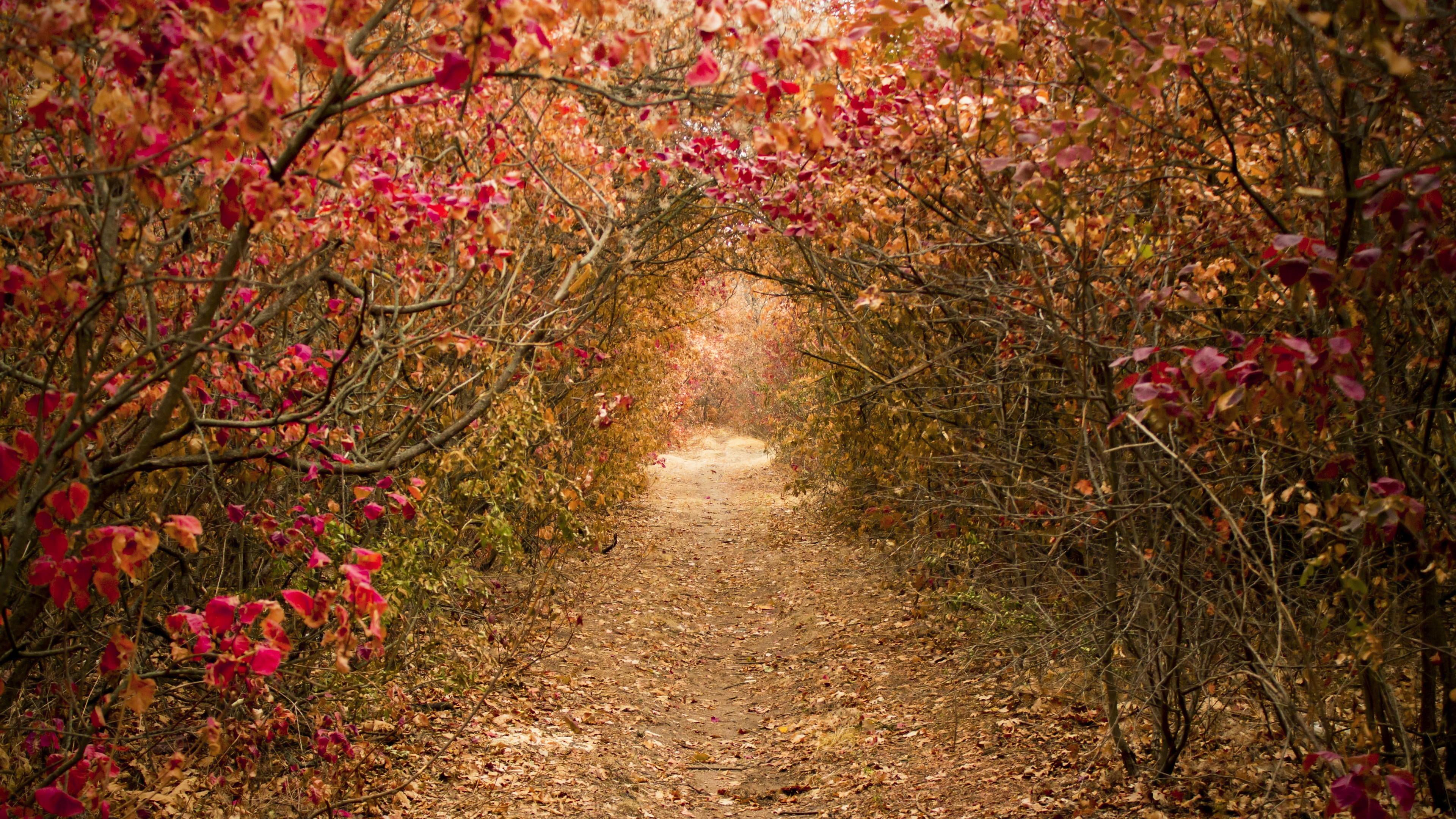 path, lane, autumn, flowers, plant, beauty in nature, tree