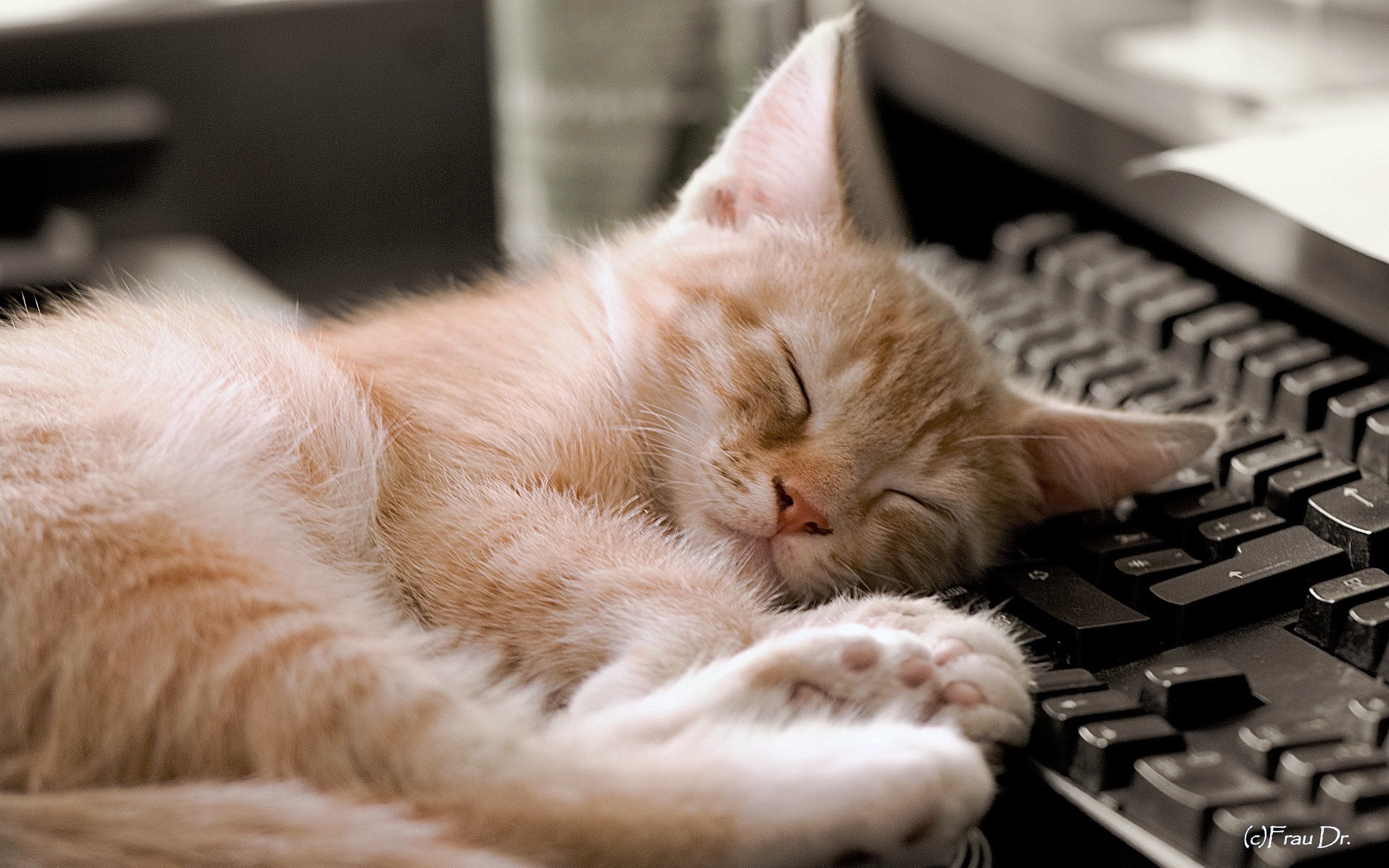 animals, cats, computers, keyboard, mood, pets, sleep