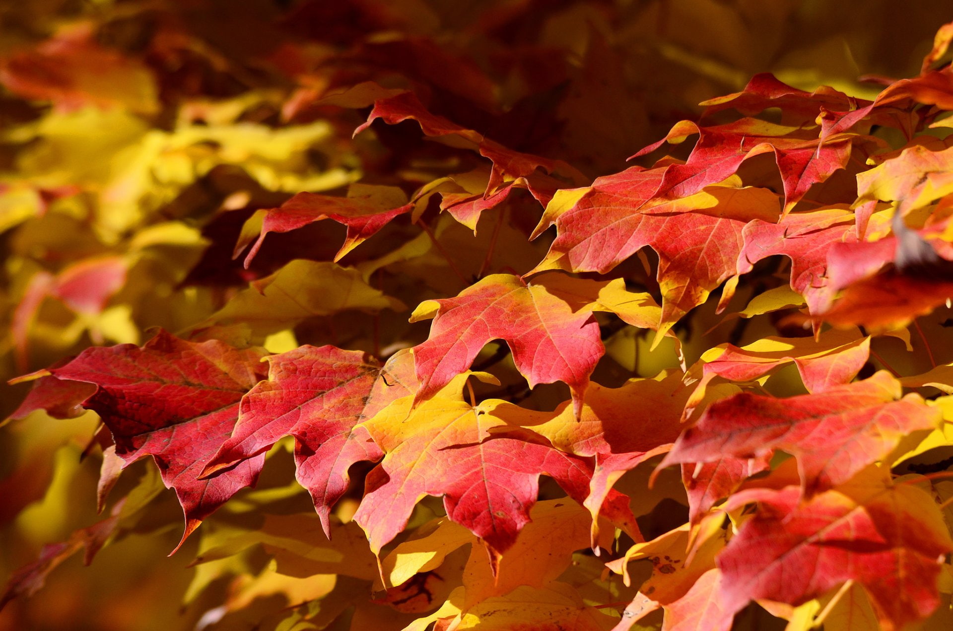 Earth, Leaf, Fall, Maple Leaf, Nature