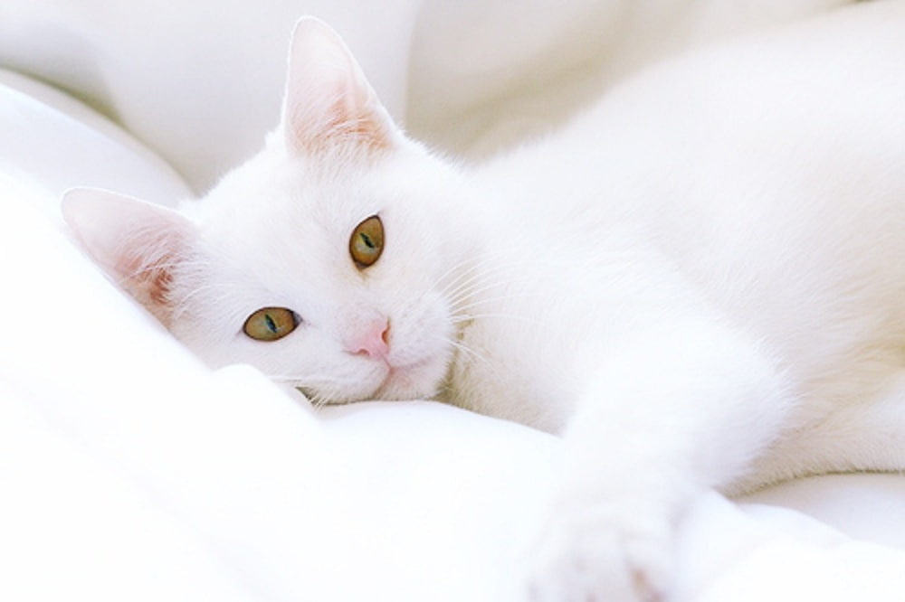 adorable cat White Cat Animals Cats HD Art, cute, Sweet, kitty