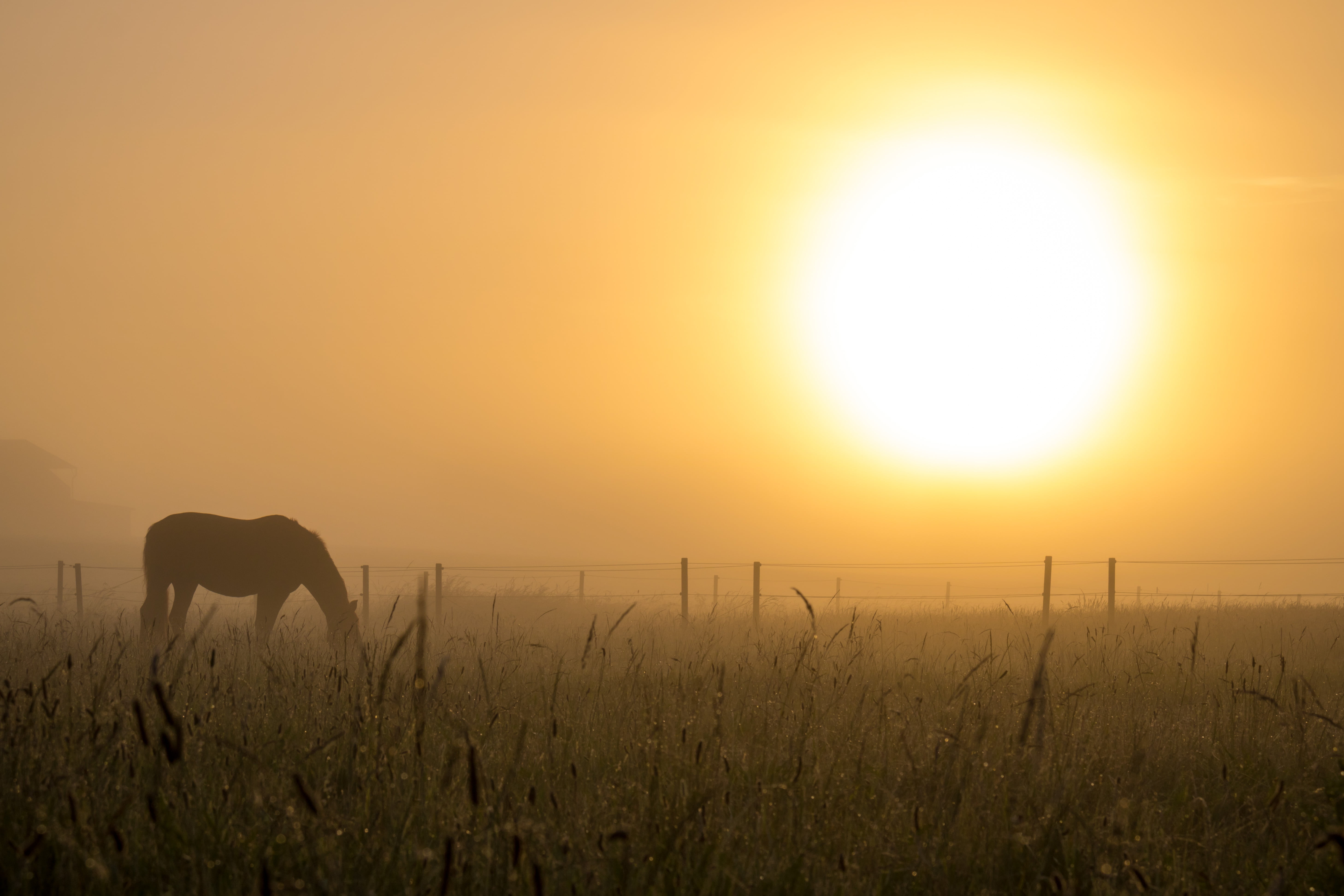 photo of horse eating on grass fields during golden hour, Mist