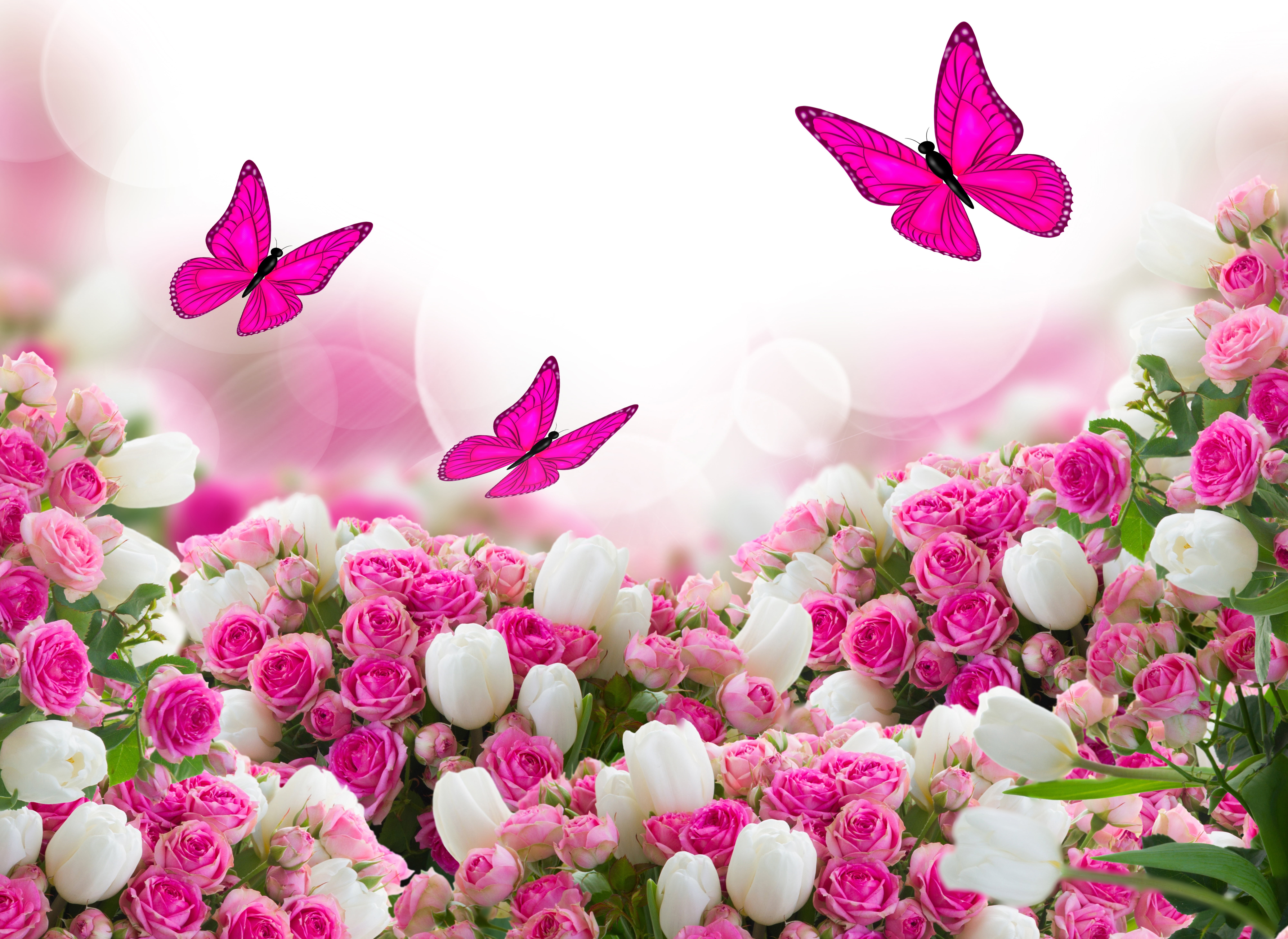 pink butterflies illustration, butterfly, flowers, roses, tulips