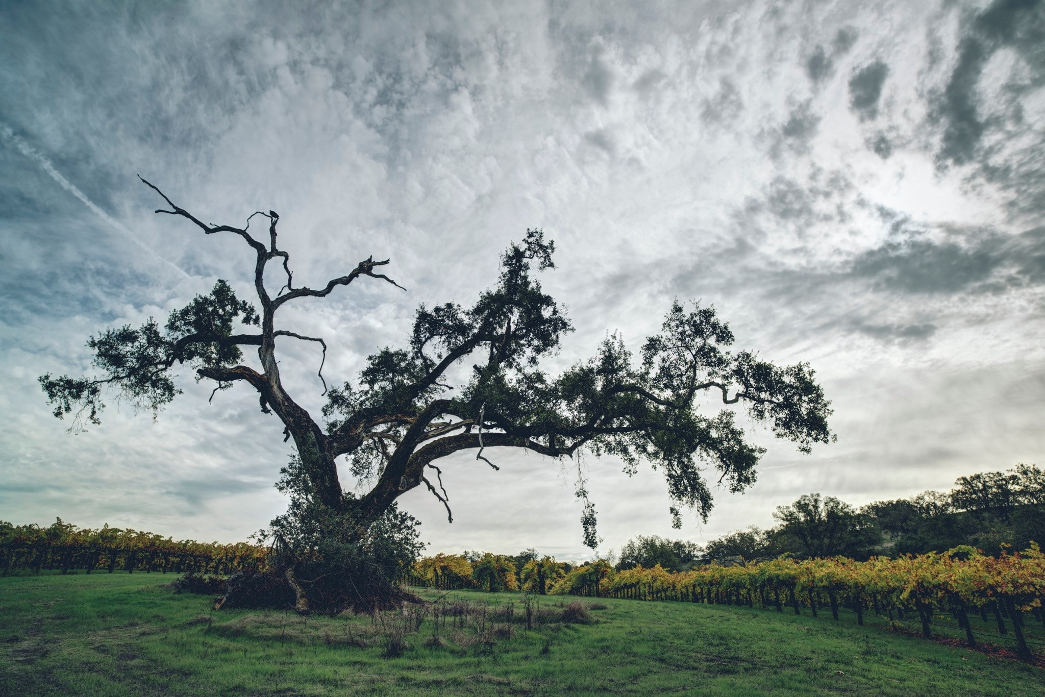vineyard