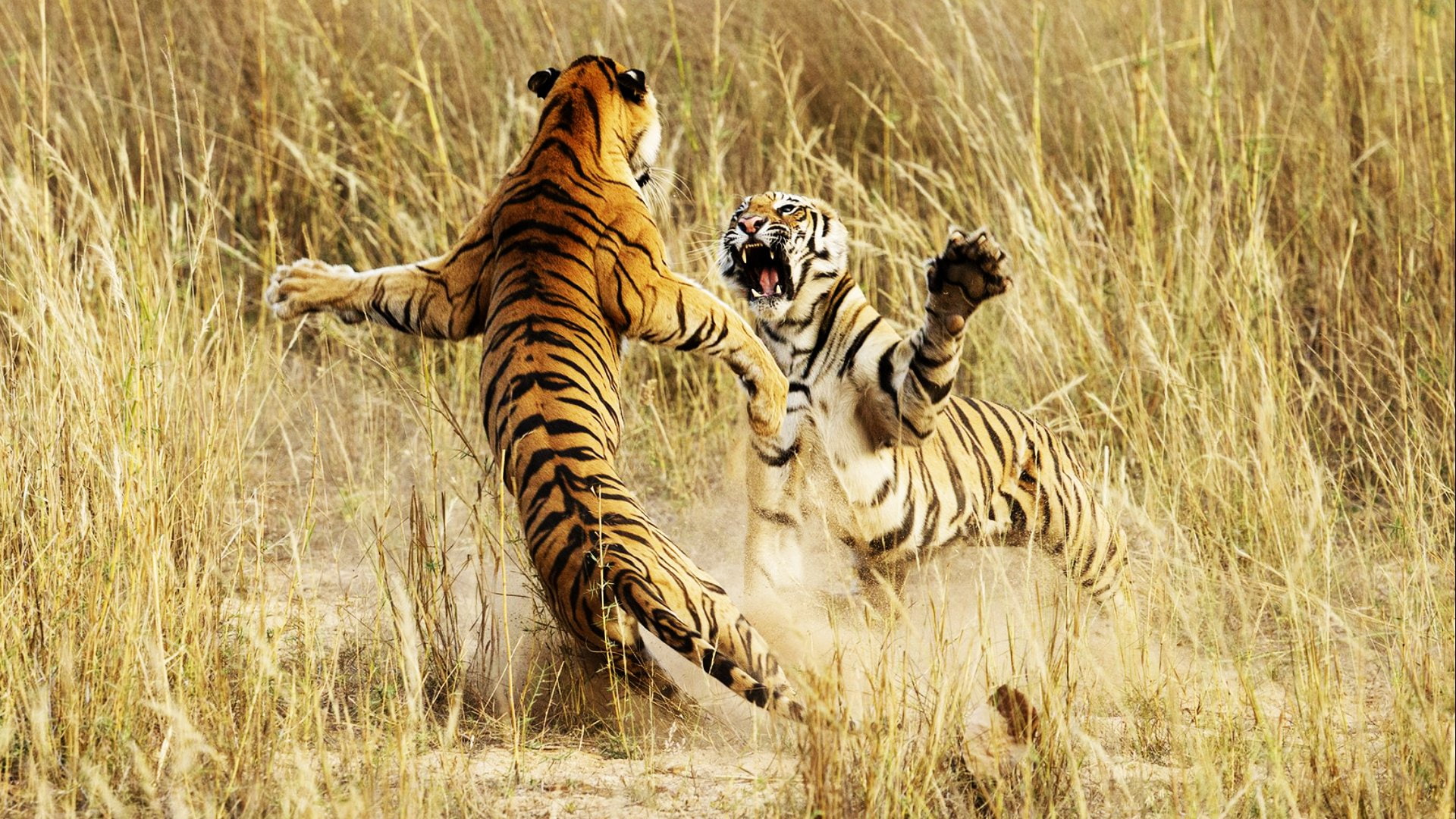Cats, Tiger