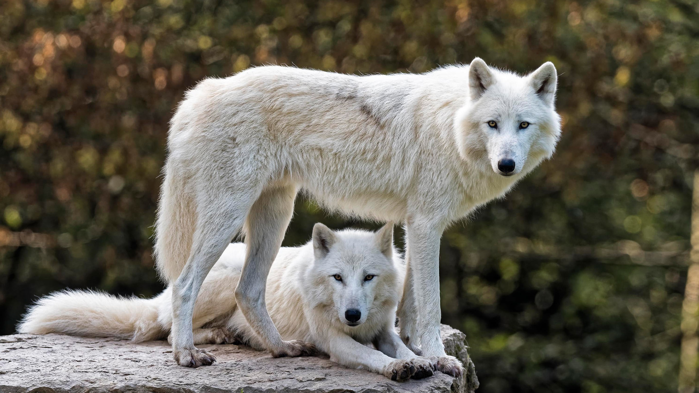 white, look, face, nature, background, stone, wolf, pair, wolves