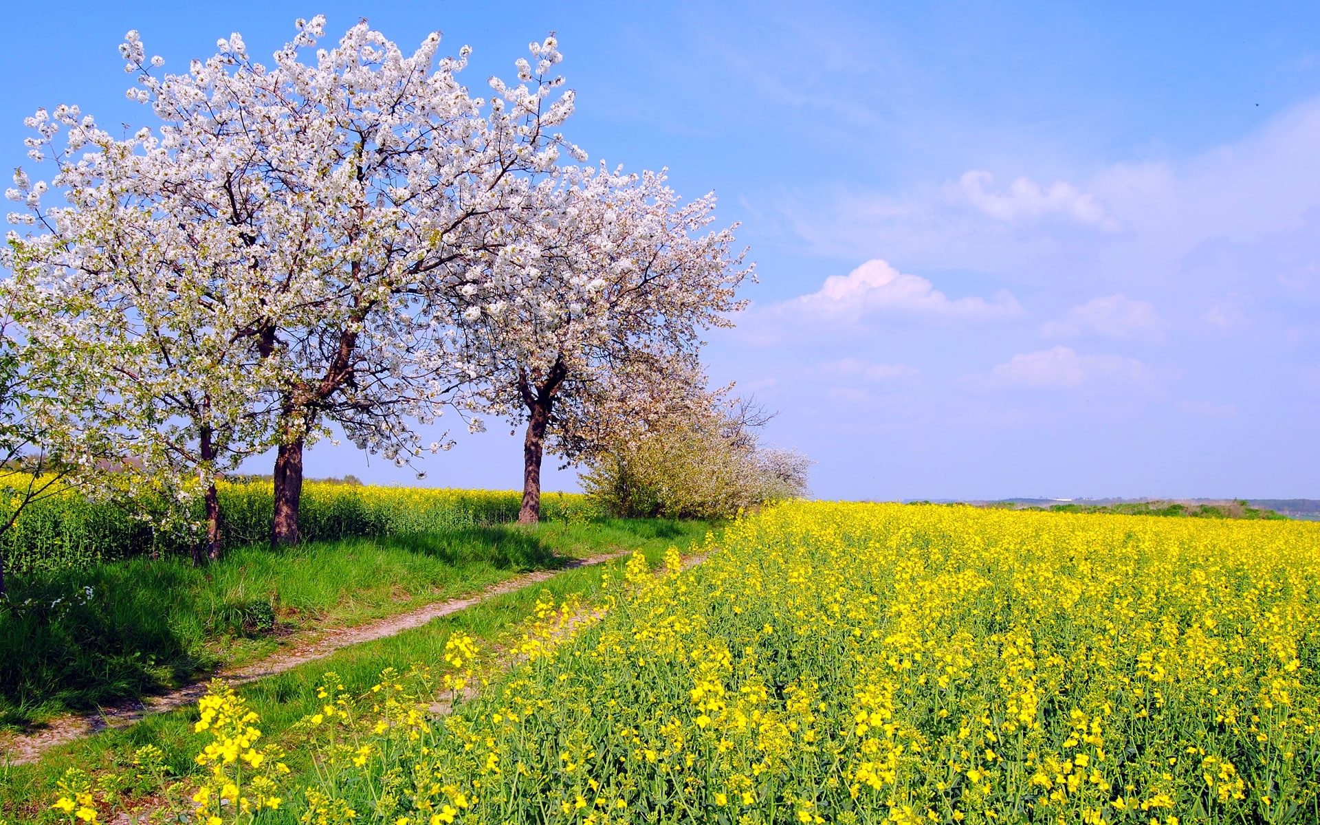 Germany spring nature scenery, fields, flowers, blue sky, yellow rapeseed field