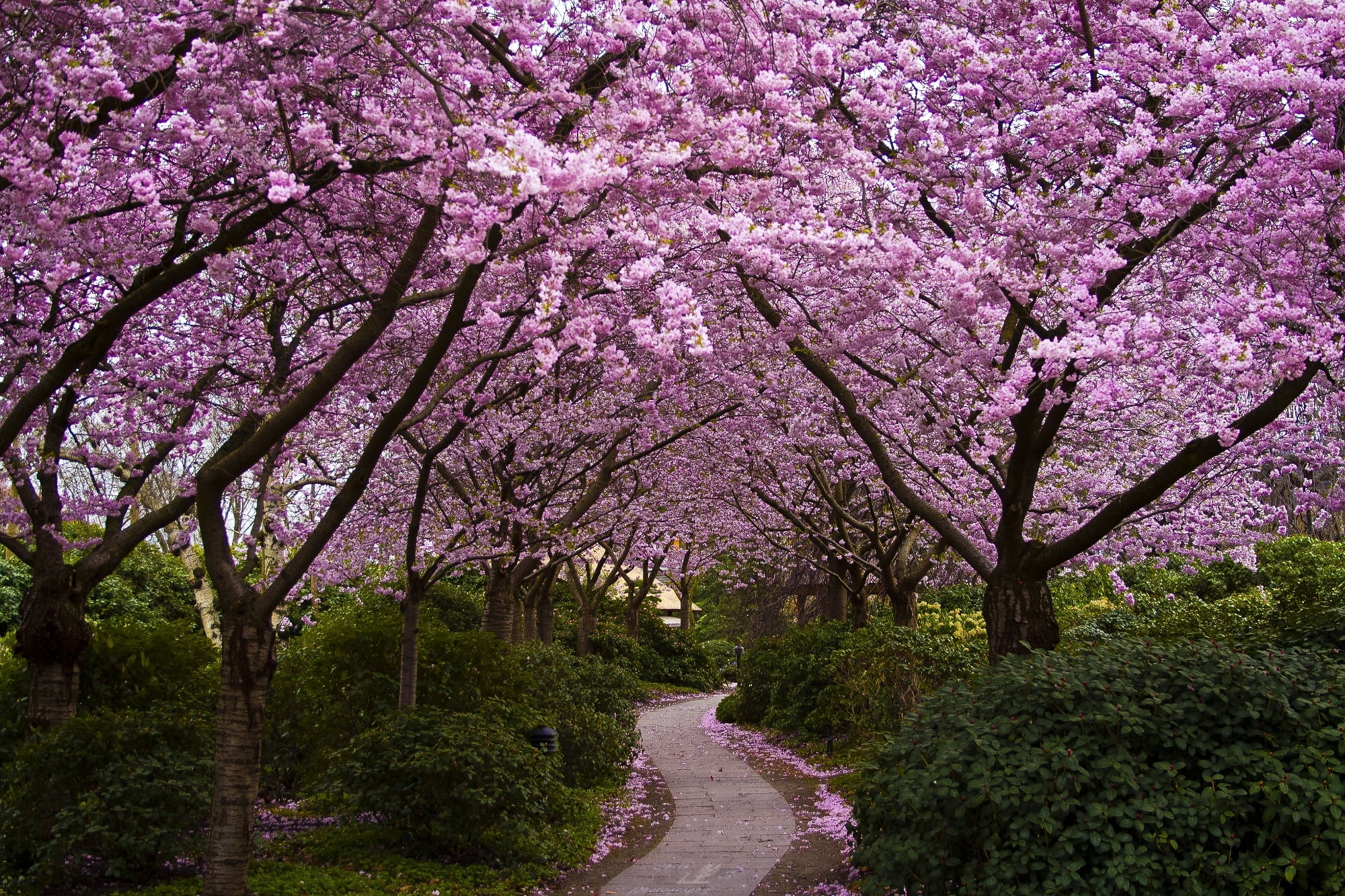 purple flowers, trees, Park, Japan, Sakura, alley, flowering