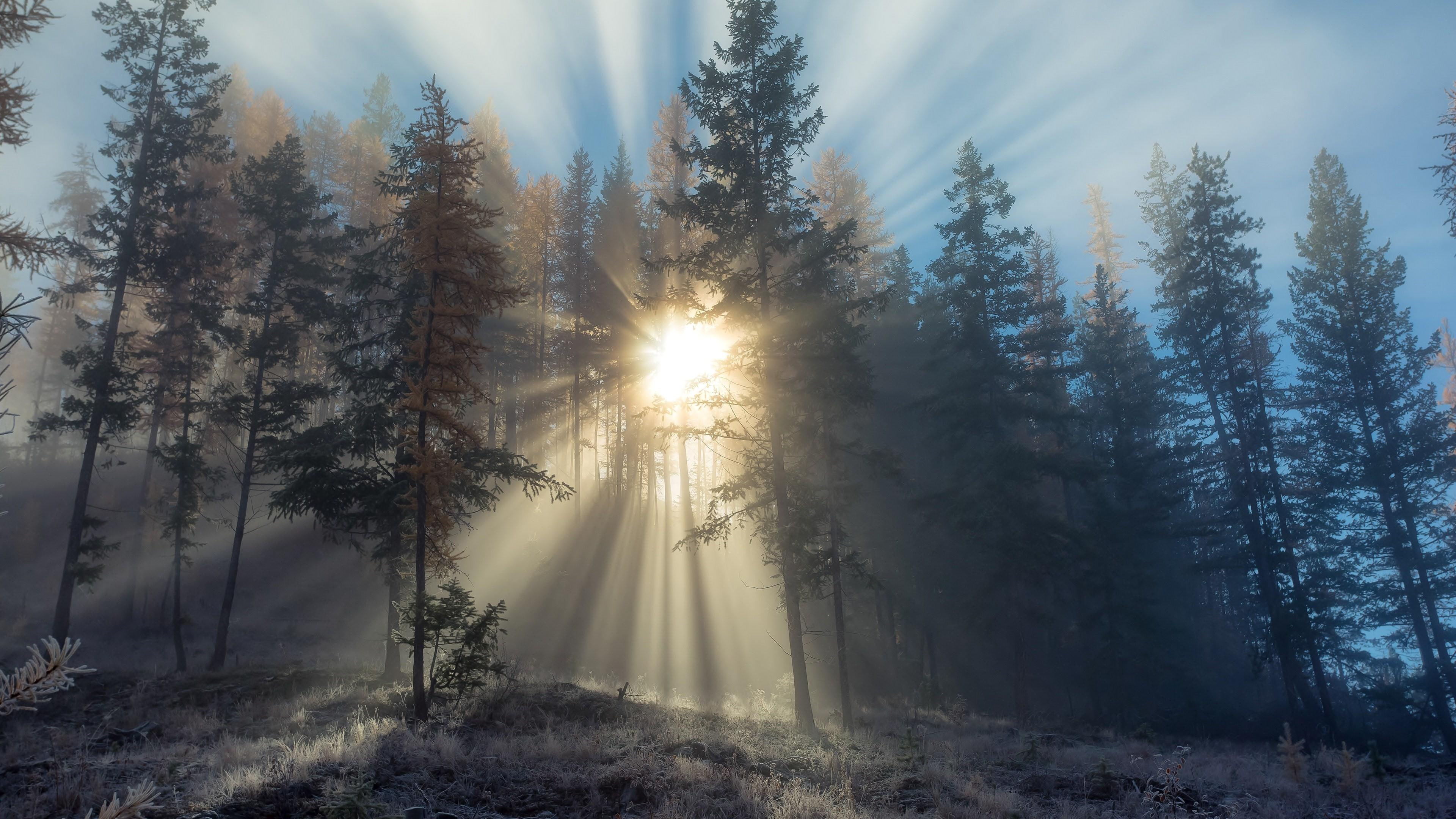 sunrise, forest, frost, nature