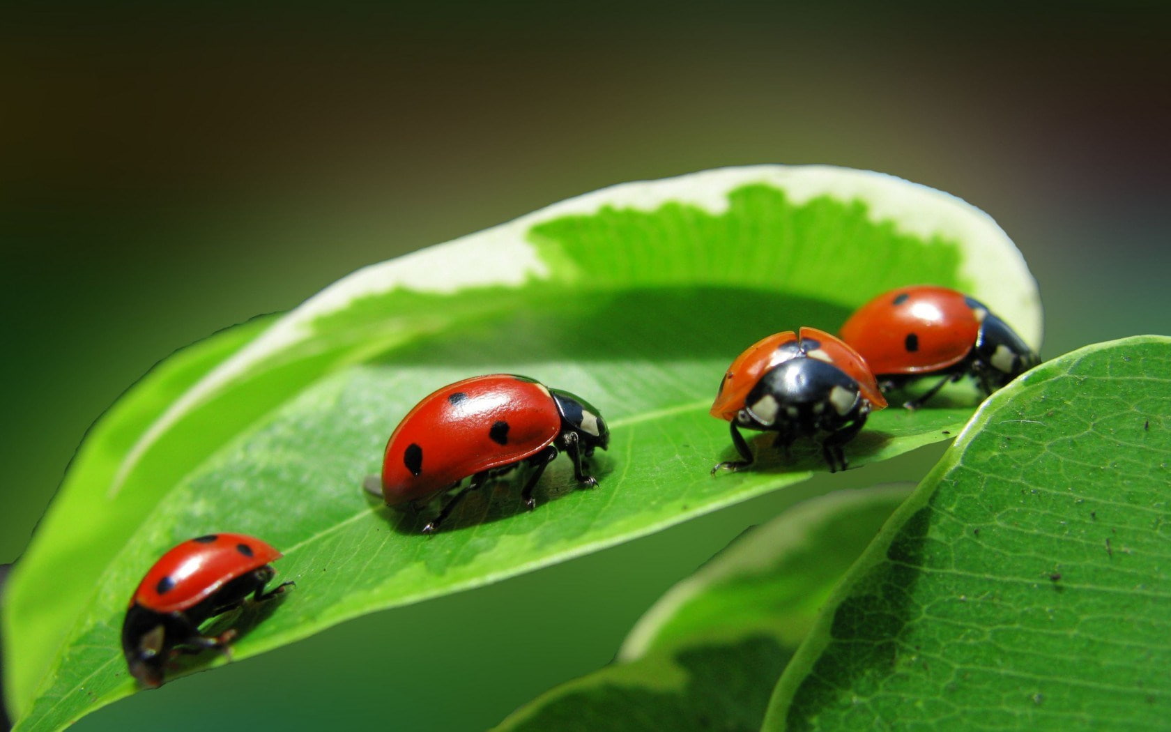 ladybug