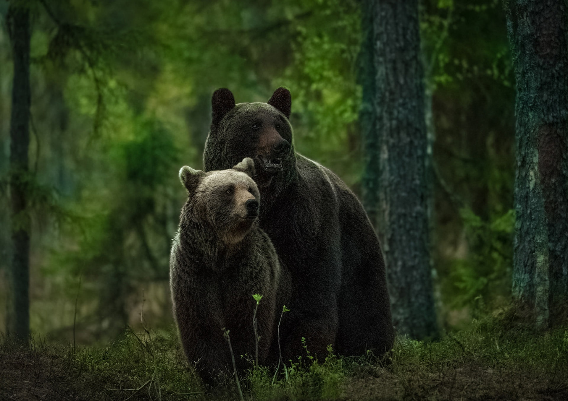 forest, bears