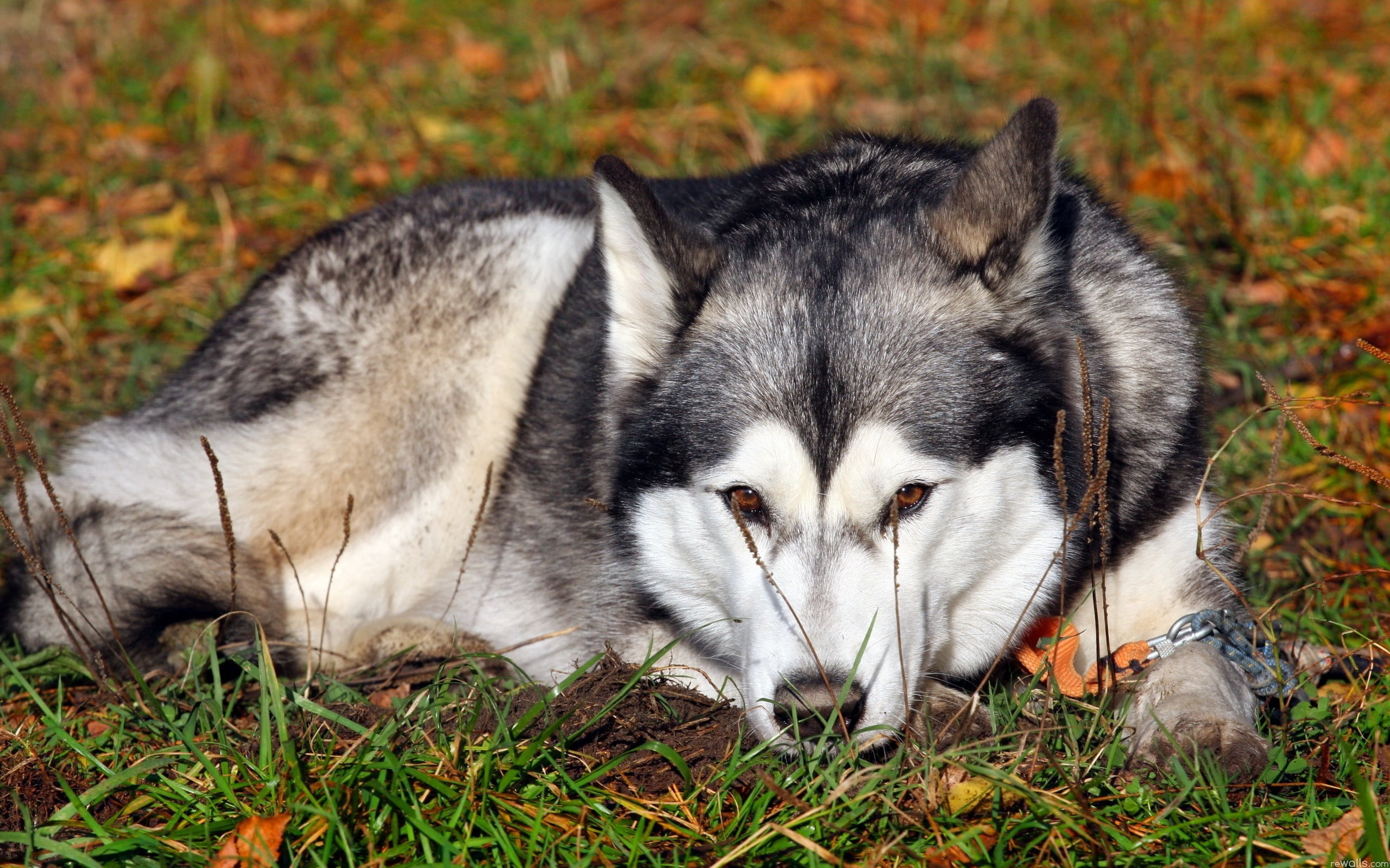 adult black and white Siberian husky, dog, grass, lie down, waiting