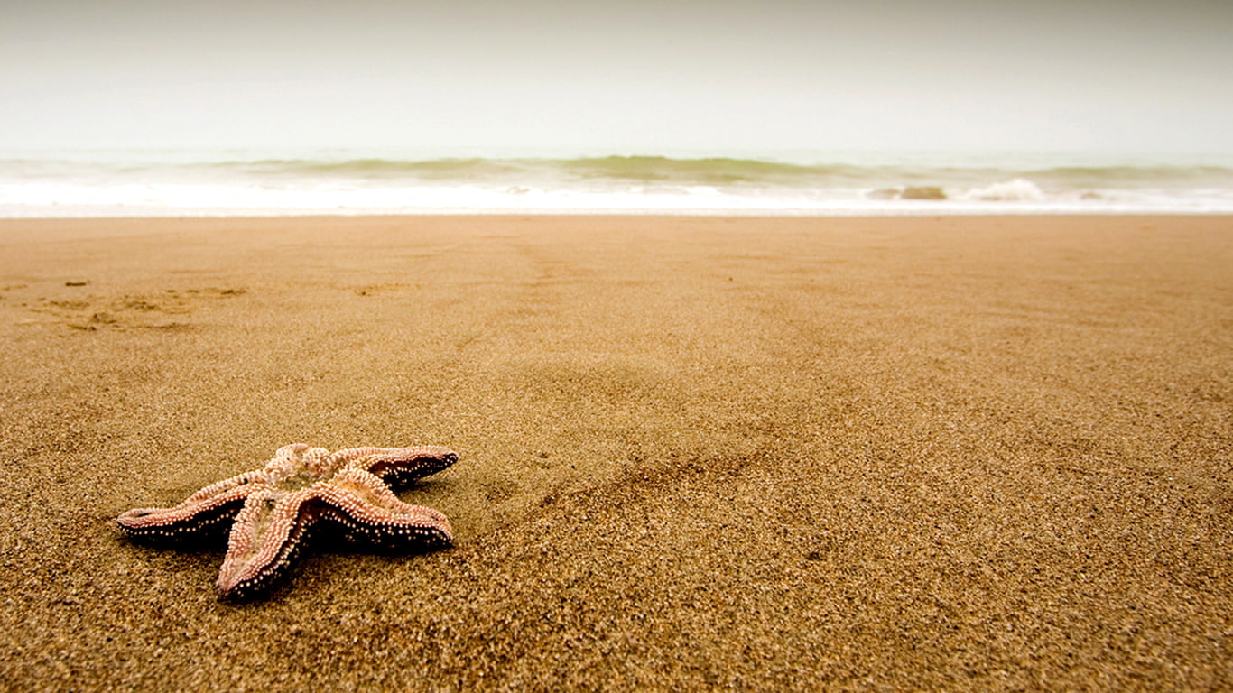 Starfish on the beach, animals