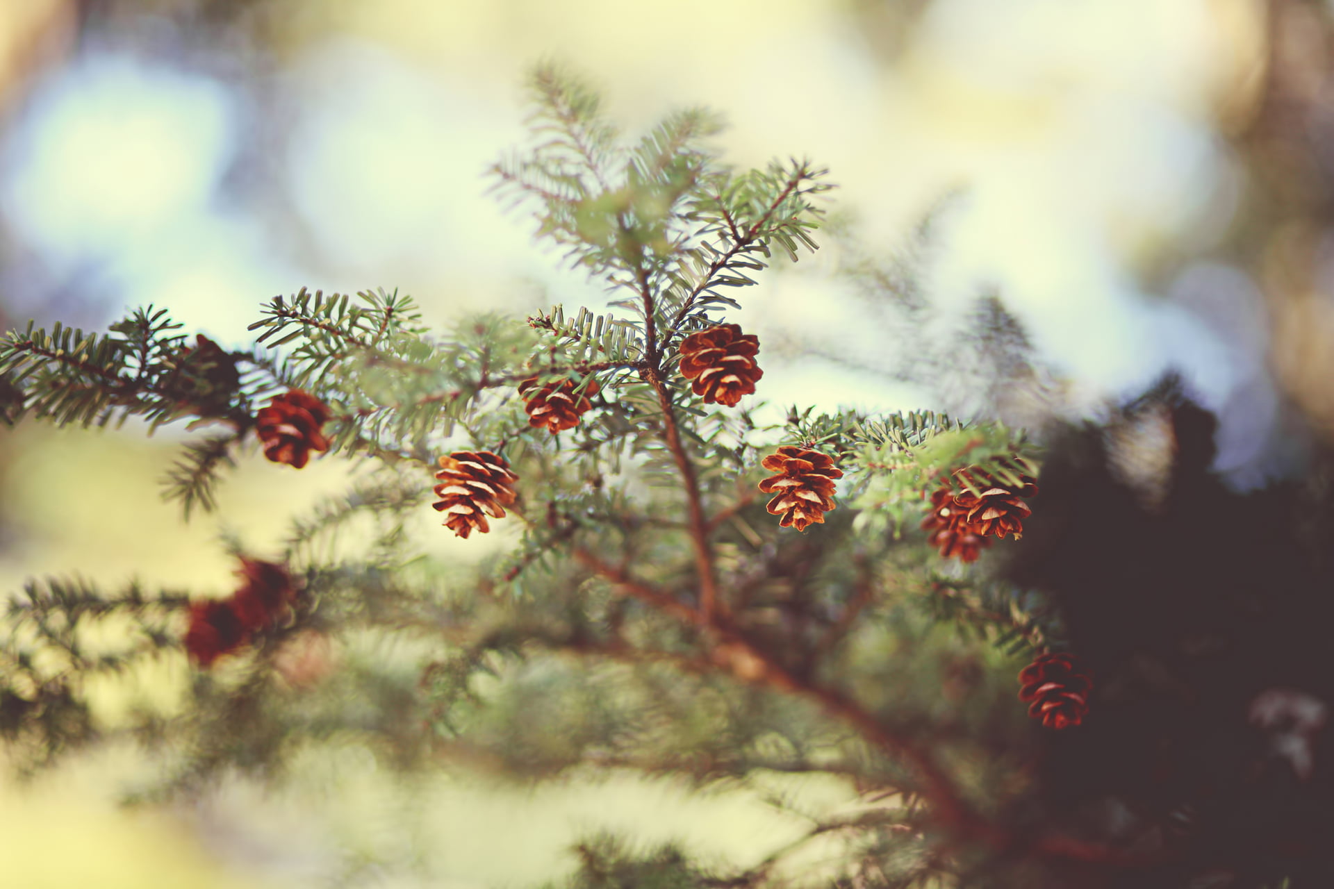 brwon pine cone lot, needles, nature, spruce, focus, branch, bumps
