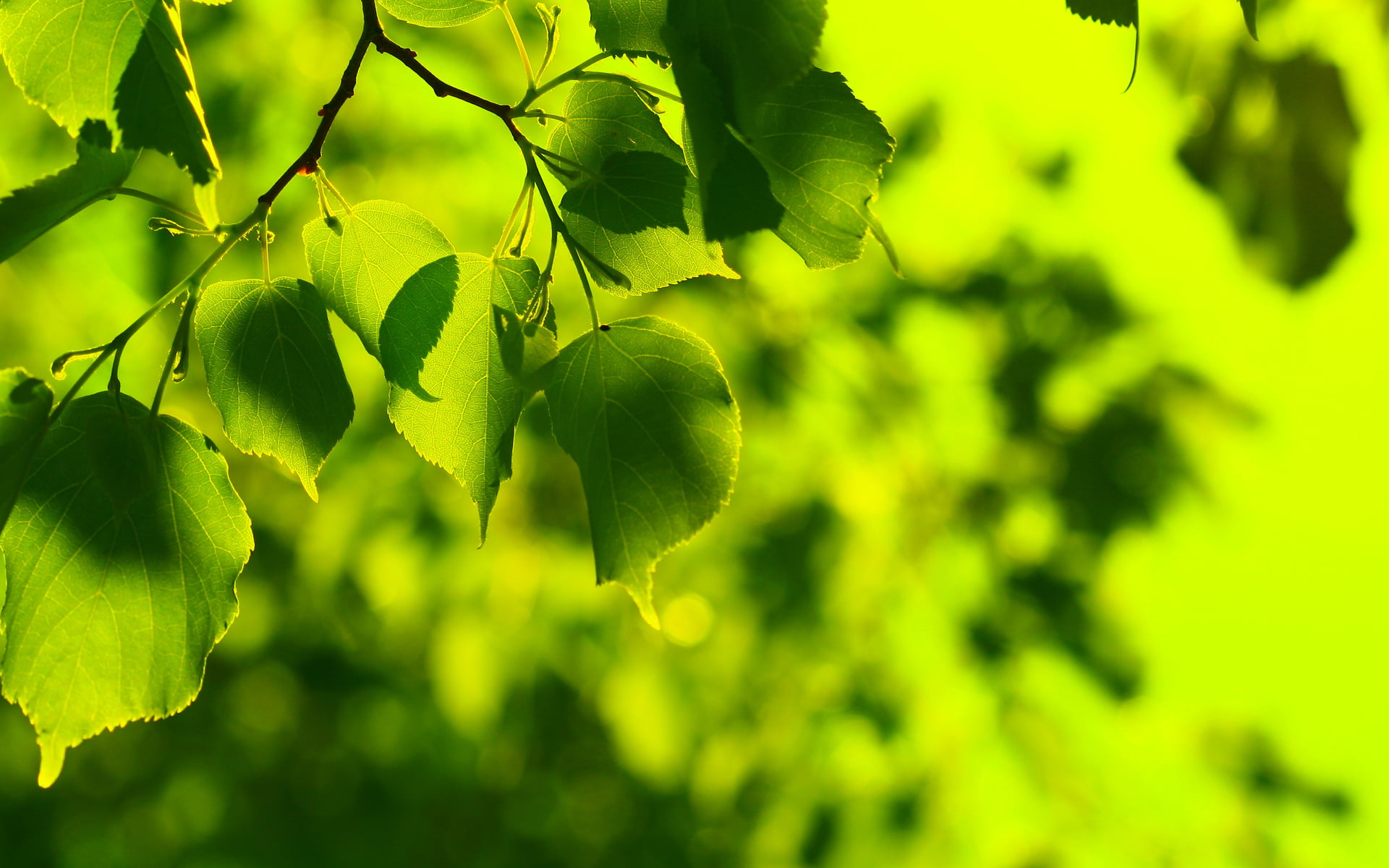 green leafed trees, greens, summer, leaves, freshness, spring