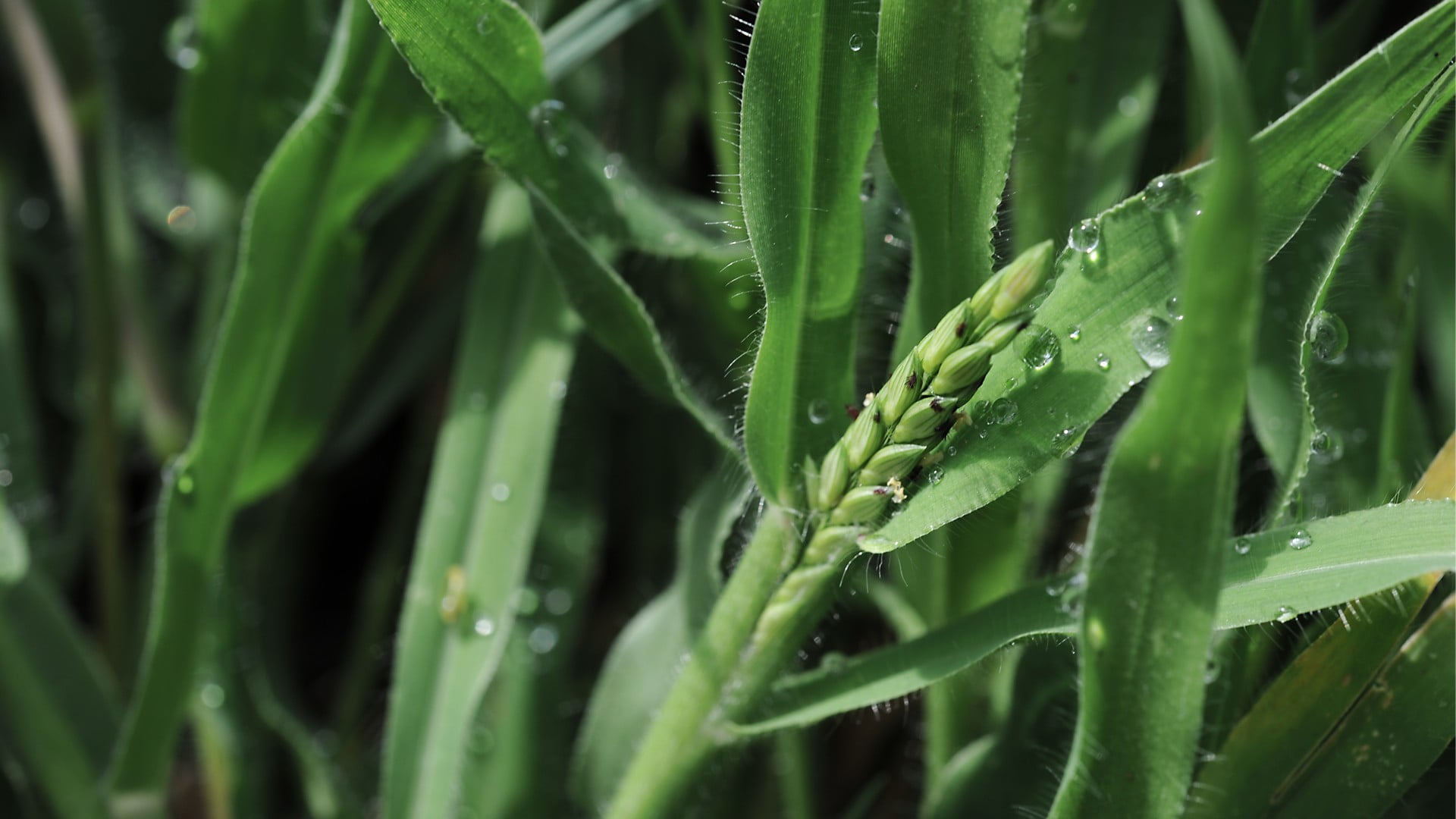 green wheat, nature, macro, water drops, green color, growth