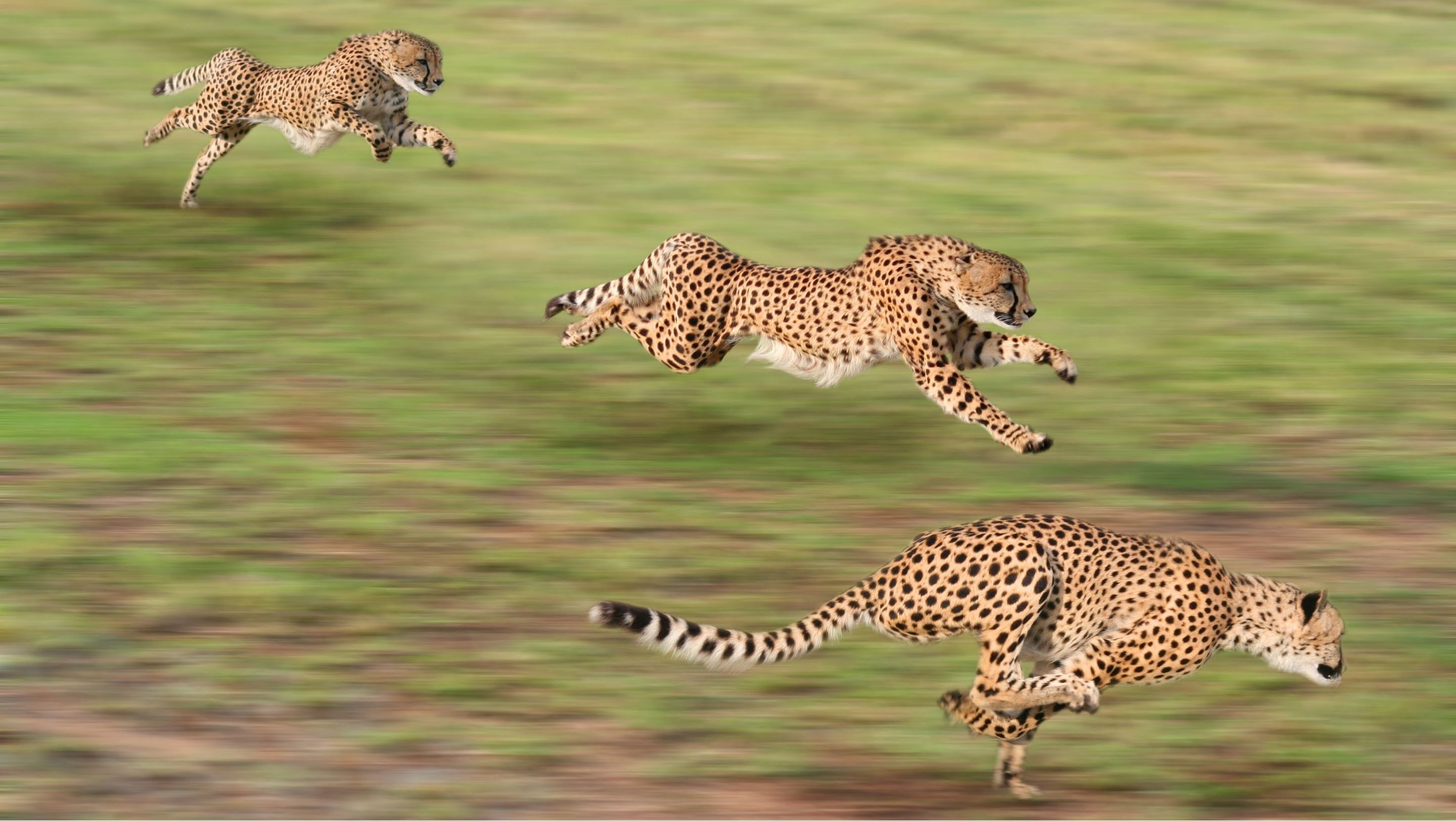 animals, cheetahs, running, motion blur, animal wildlife, big cat