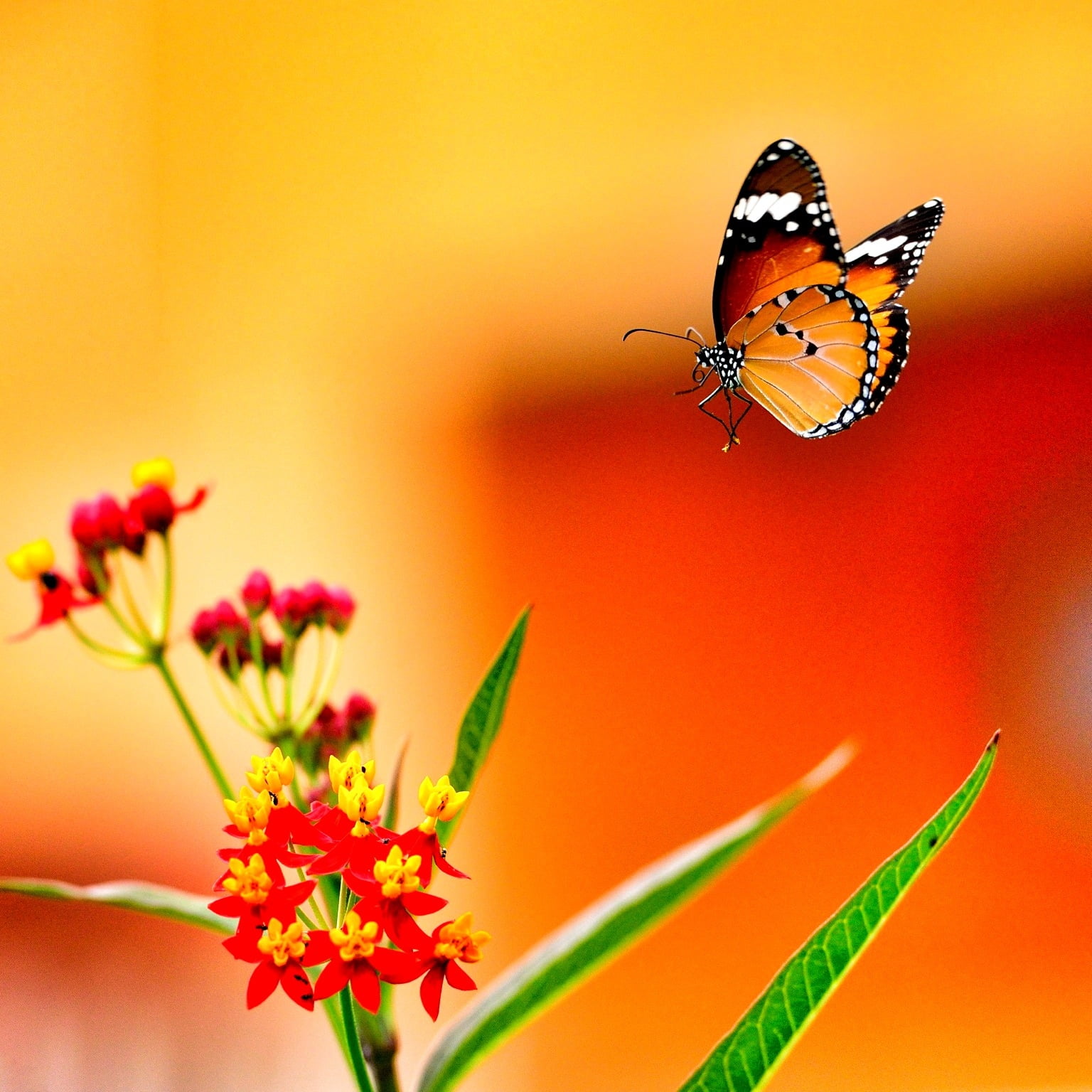selective focus photography of butterfly, Lovely, warm, end of the day