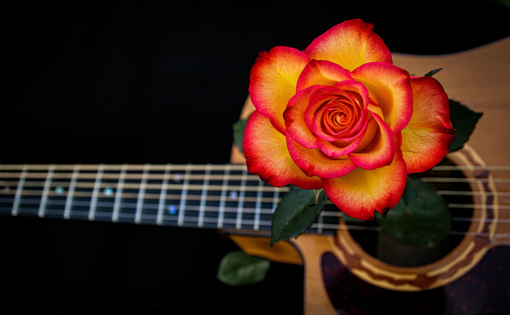 rose, guitar, strings