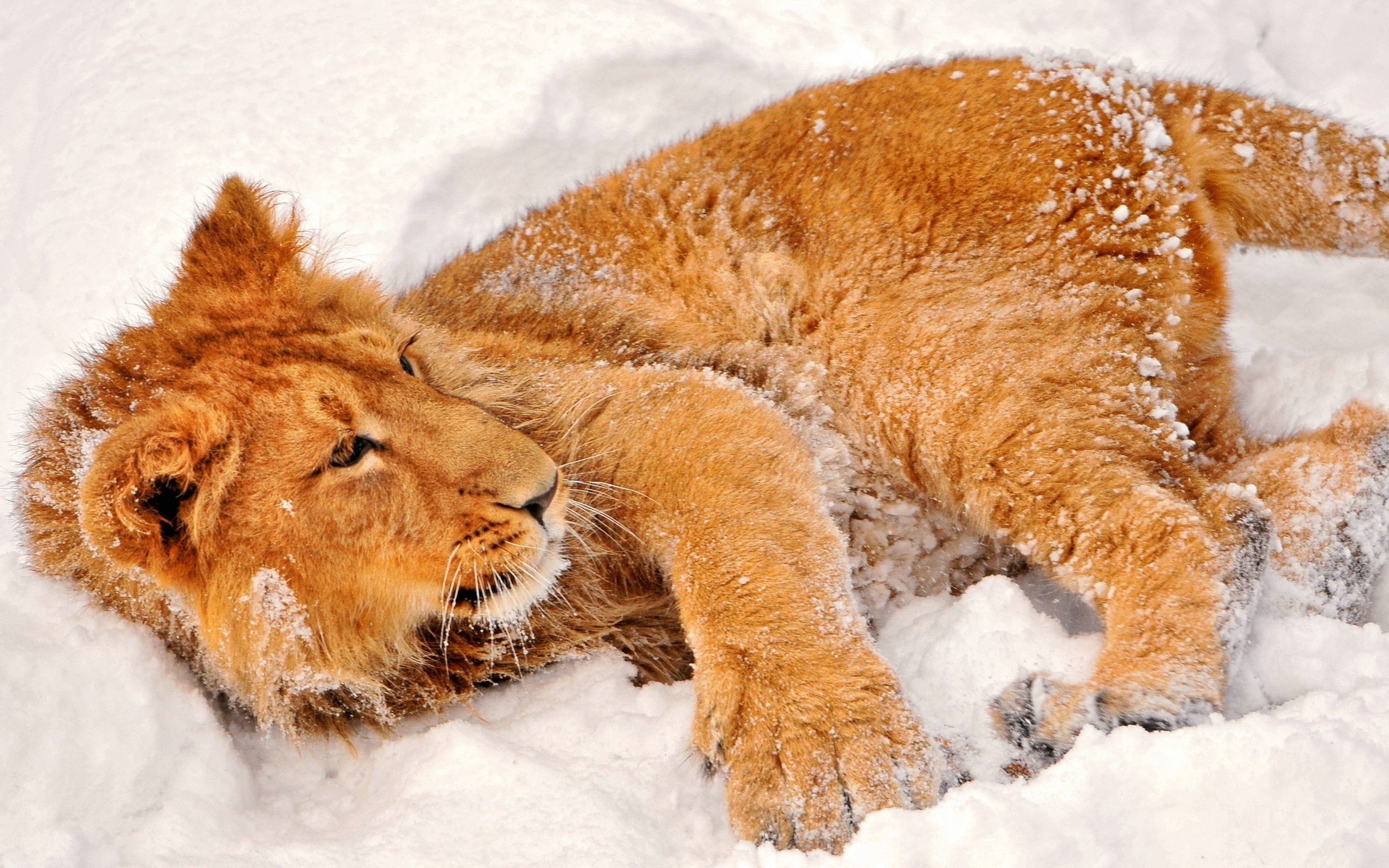 Free download | HD wallpaper: animals, lions, snow | Wallpaper Flare