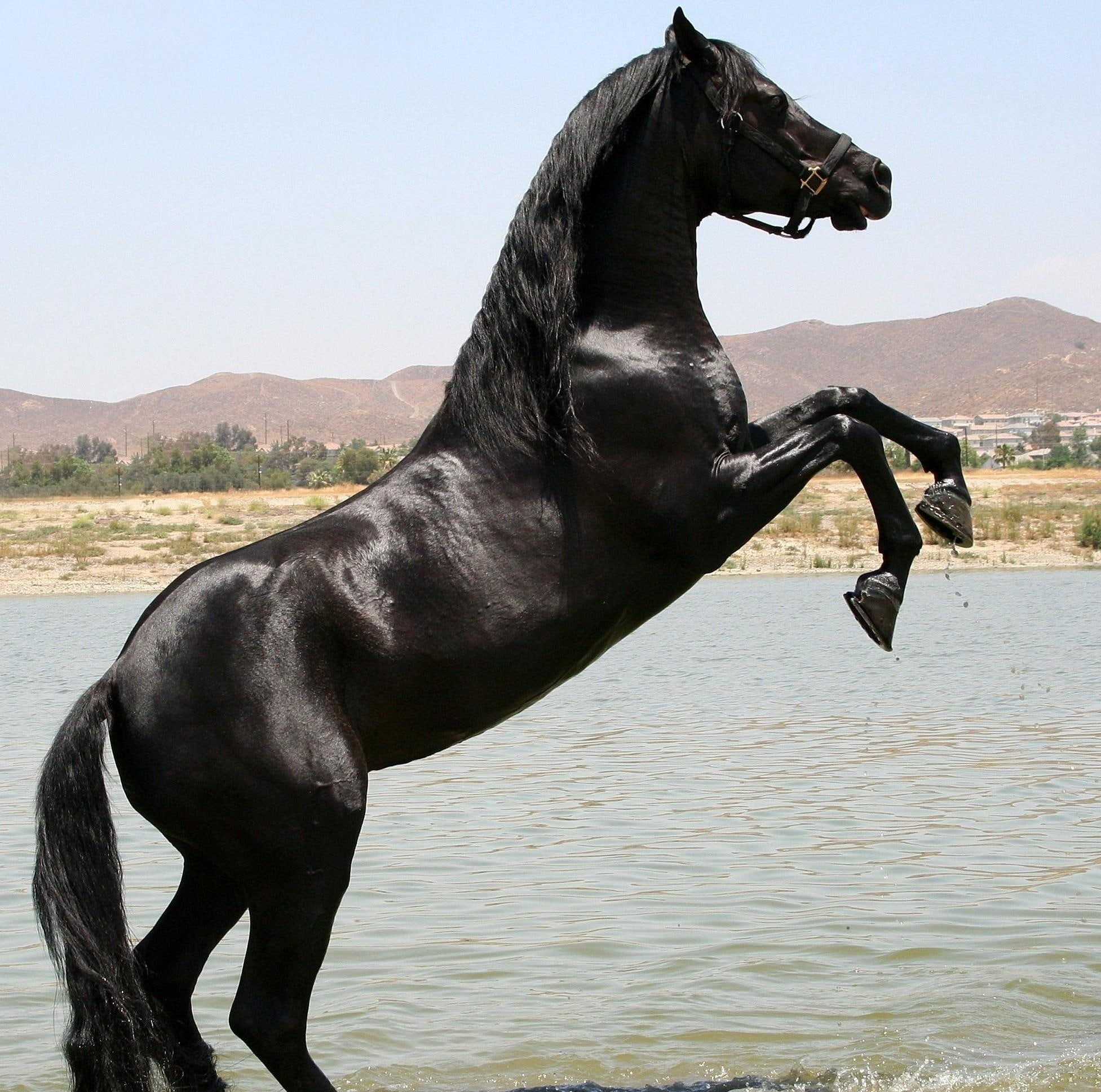 Royal Lake, horses, black, oriental, arabian, animals